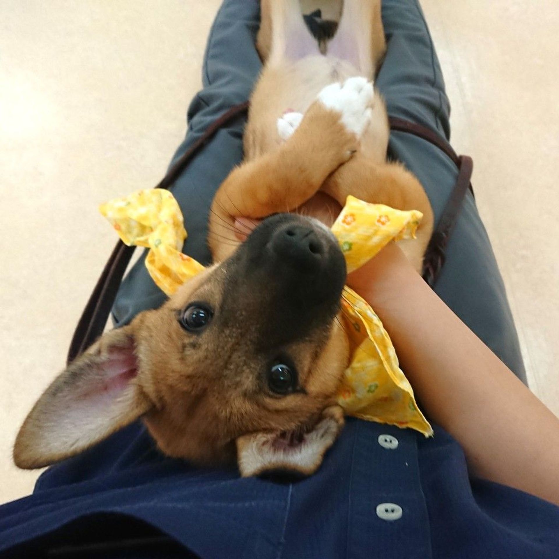 雑種（ミックス犬）・メスの里親募集の写真