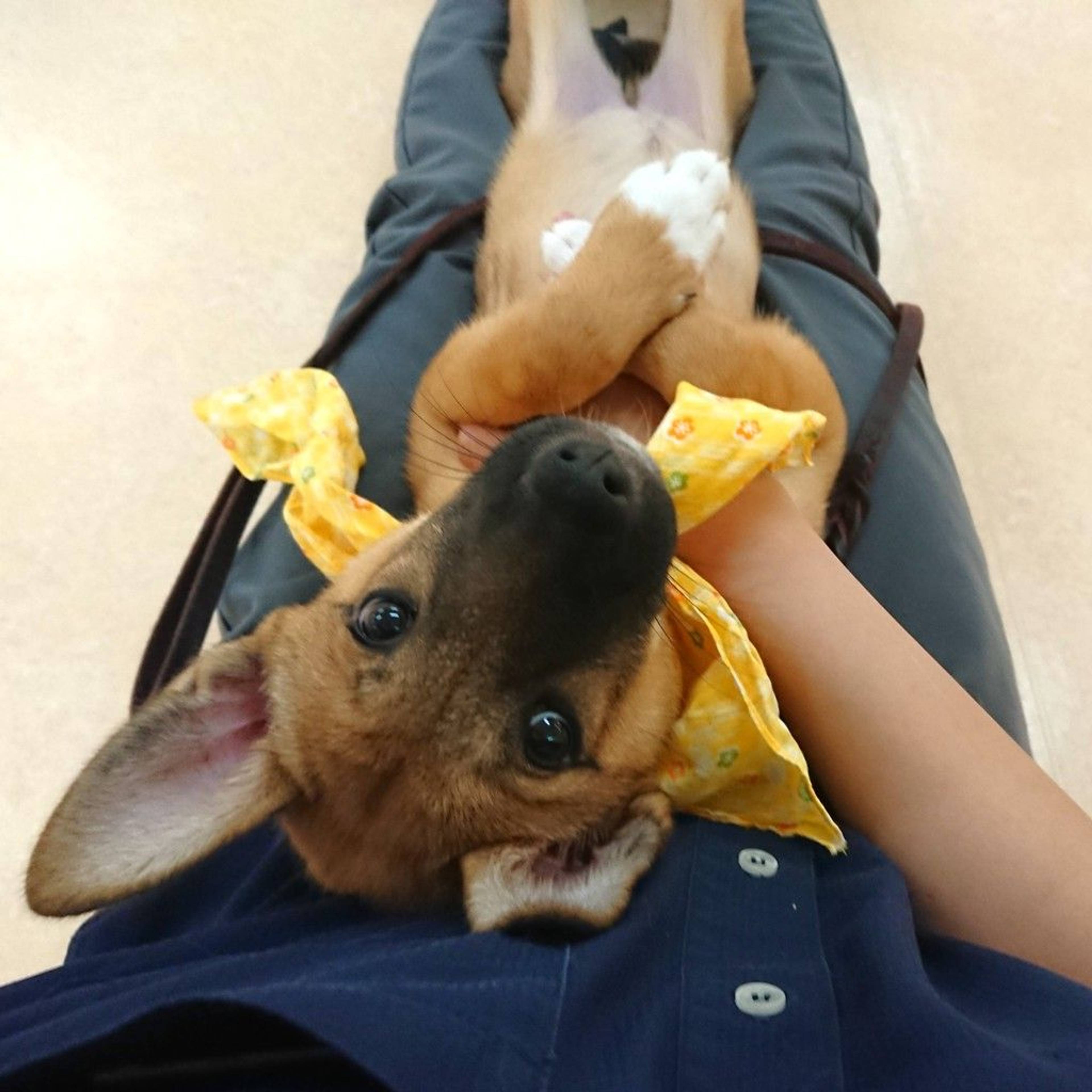 雑種（ミックス犬）・メスの里親募集の写真