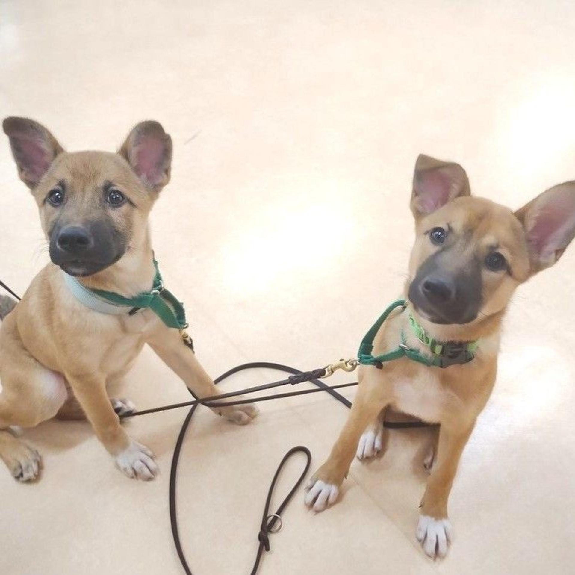 pet-image-5