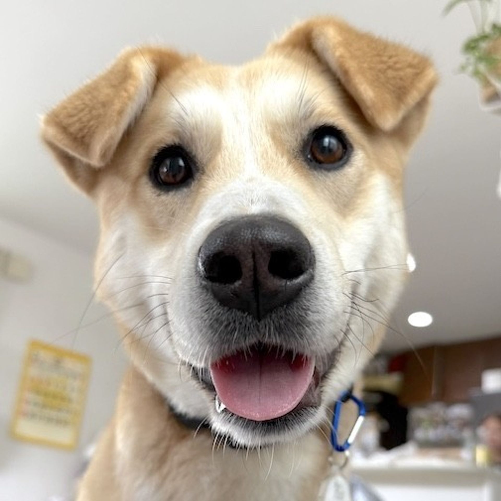 雑種（ミックス犬）・メスの里親募集の写真