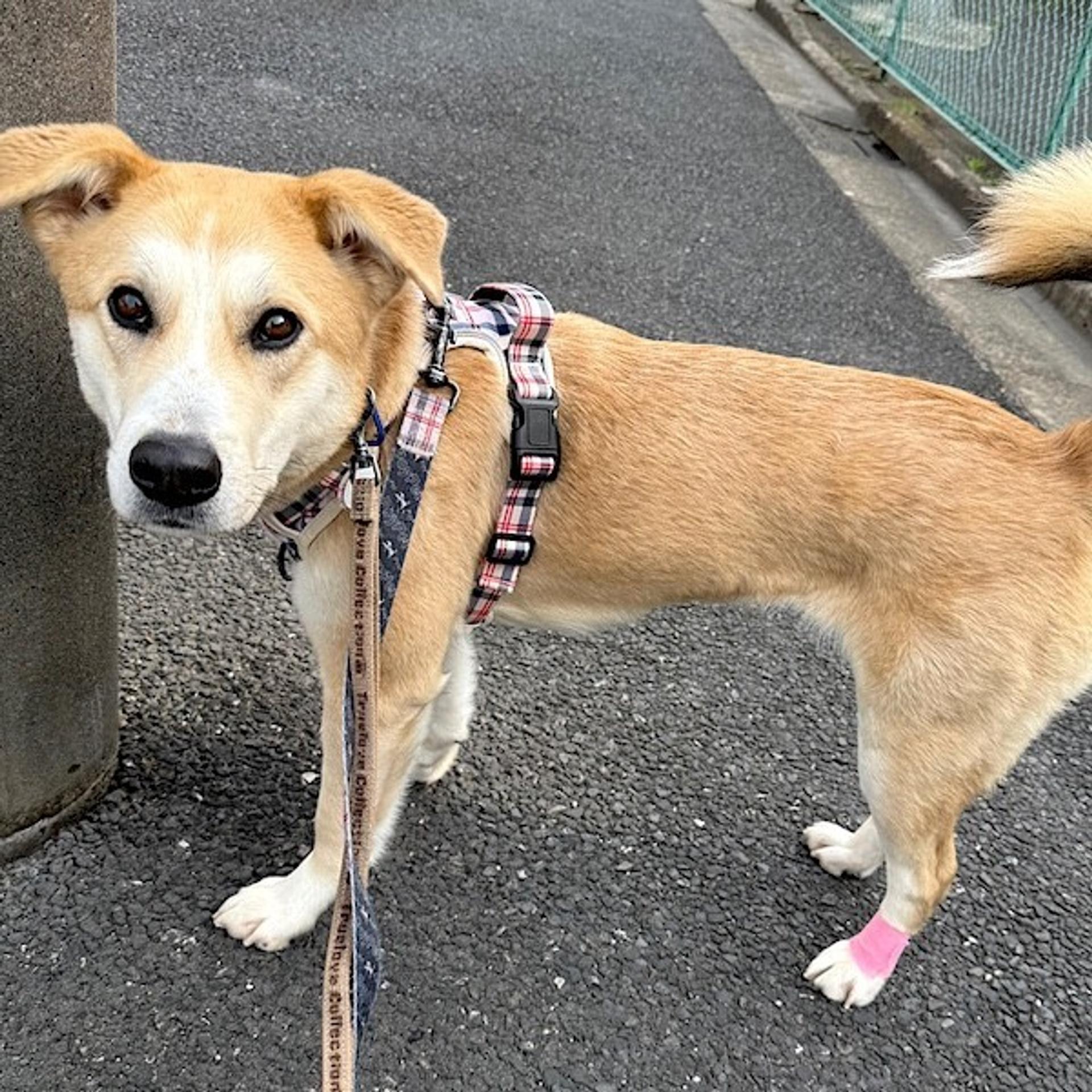 pet-image-3