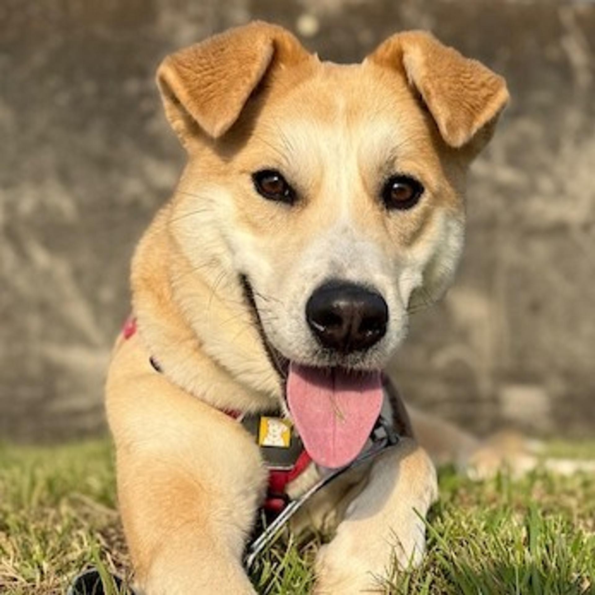 pet-image-4