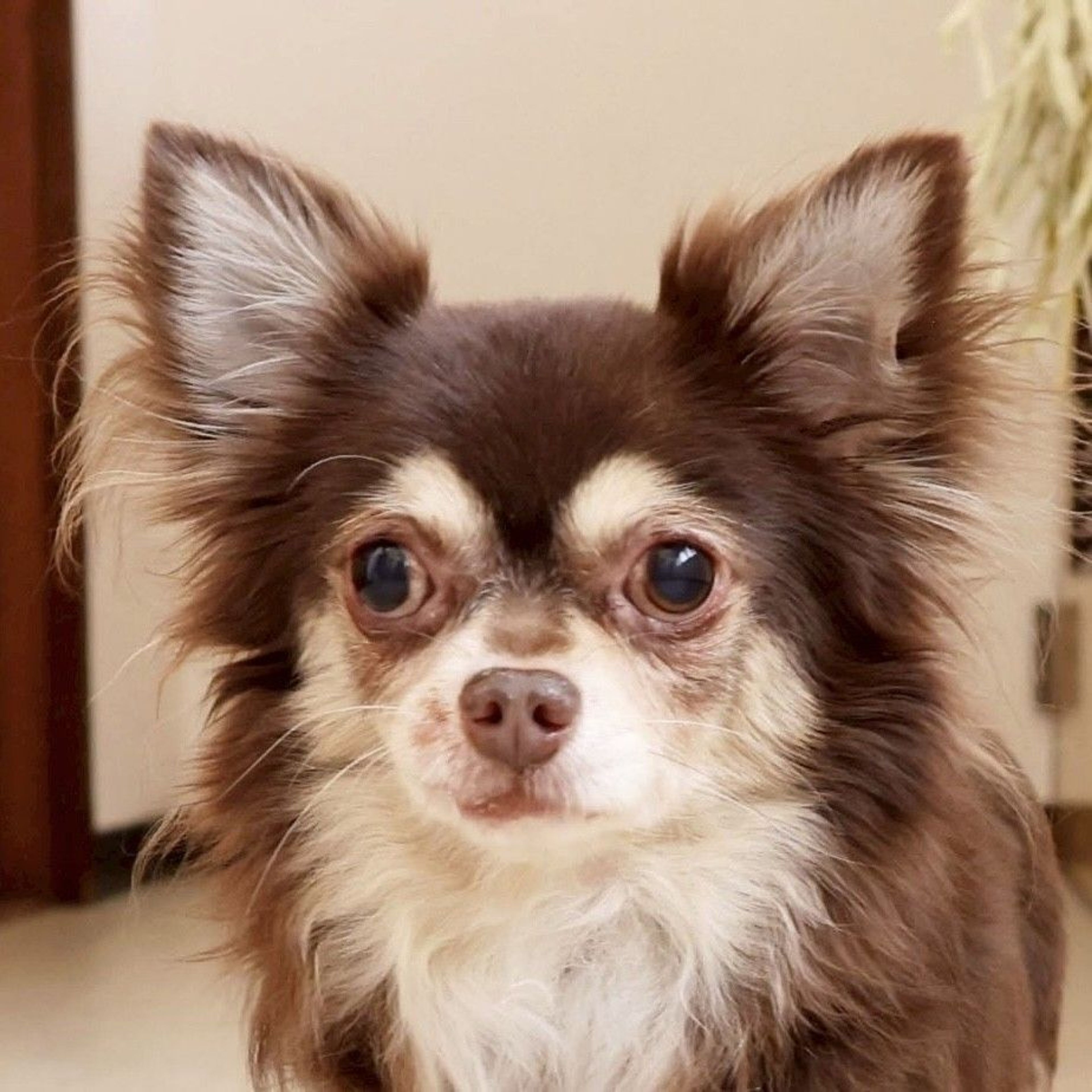 チワワ・オスの里親募集の写真