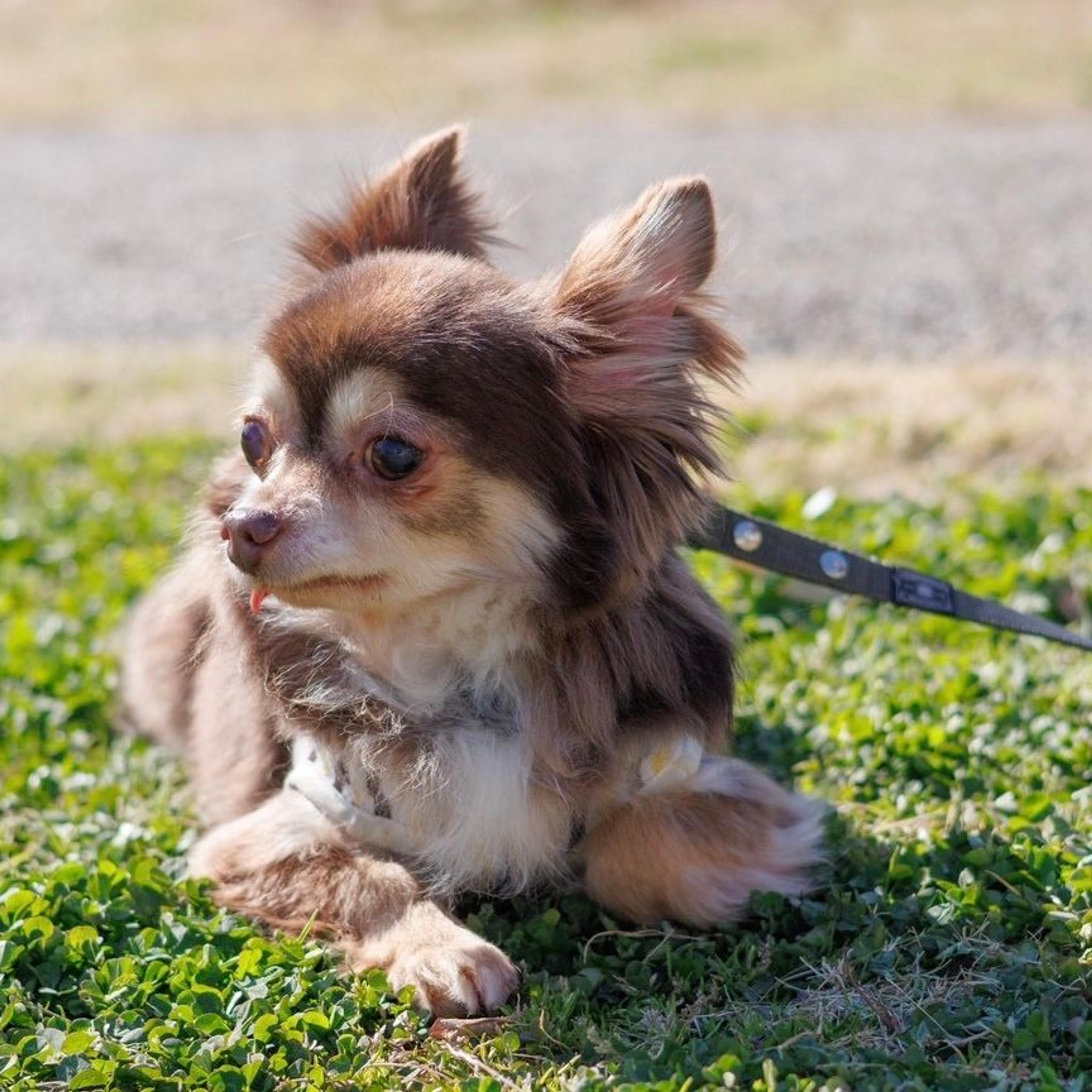 pet-image-3