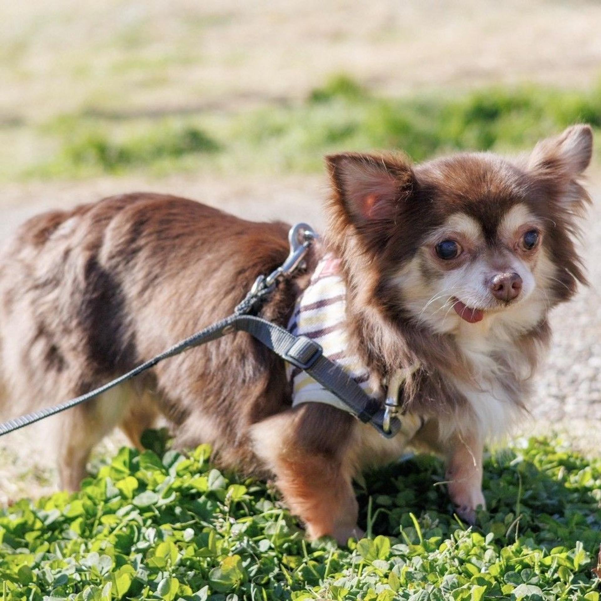 pet-image-5