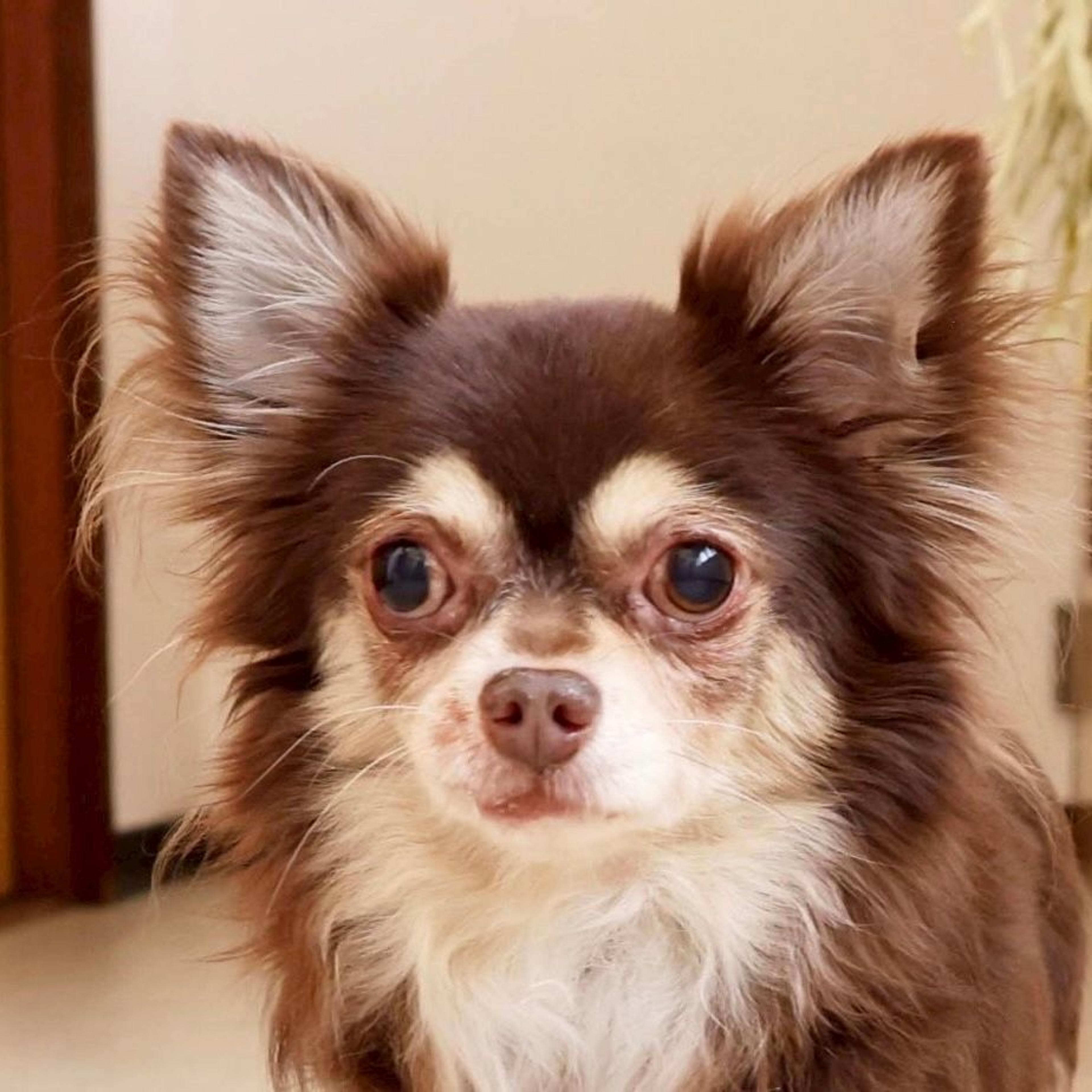 pet-image-7