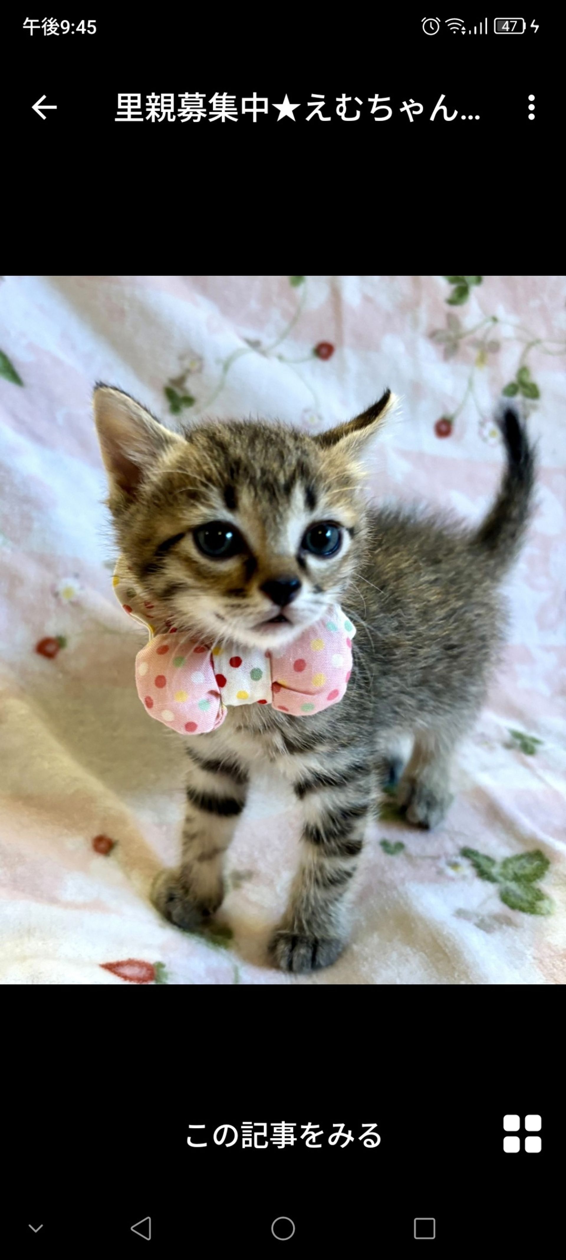 雑種（ミックス猫）・メスの里親募集の写真