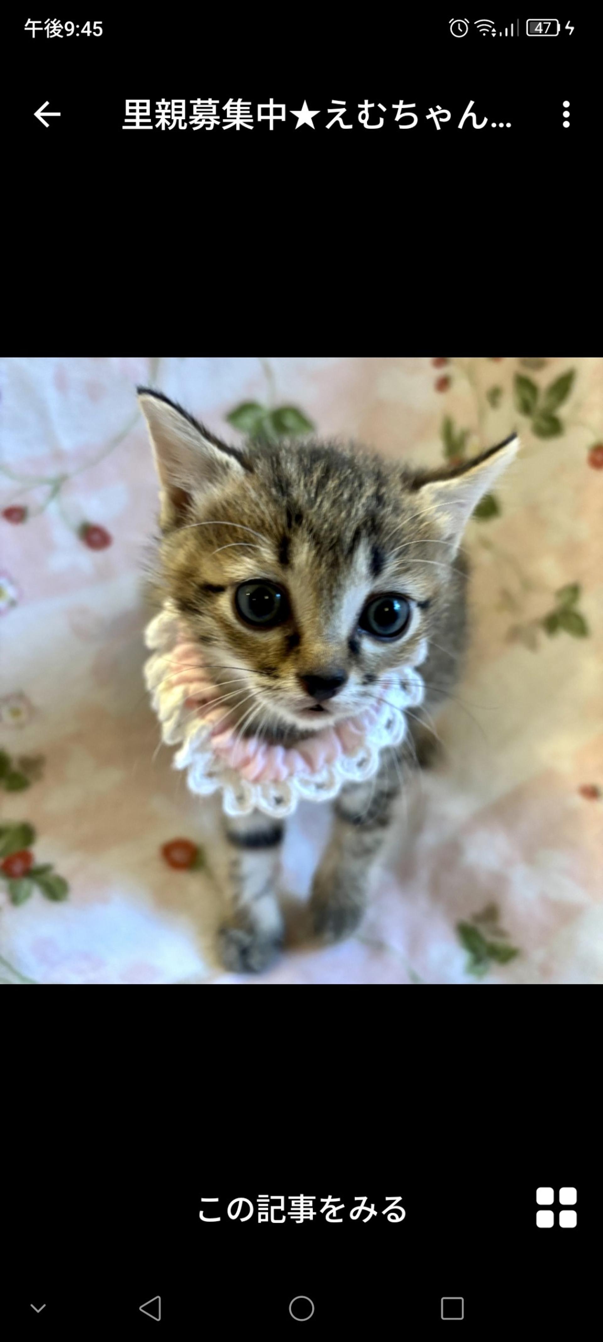 pet-image-3