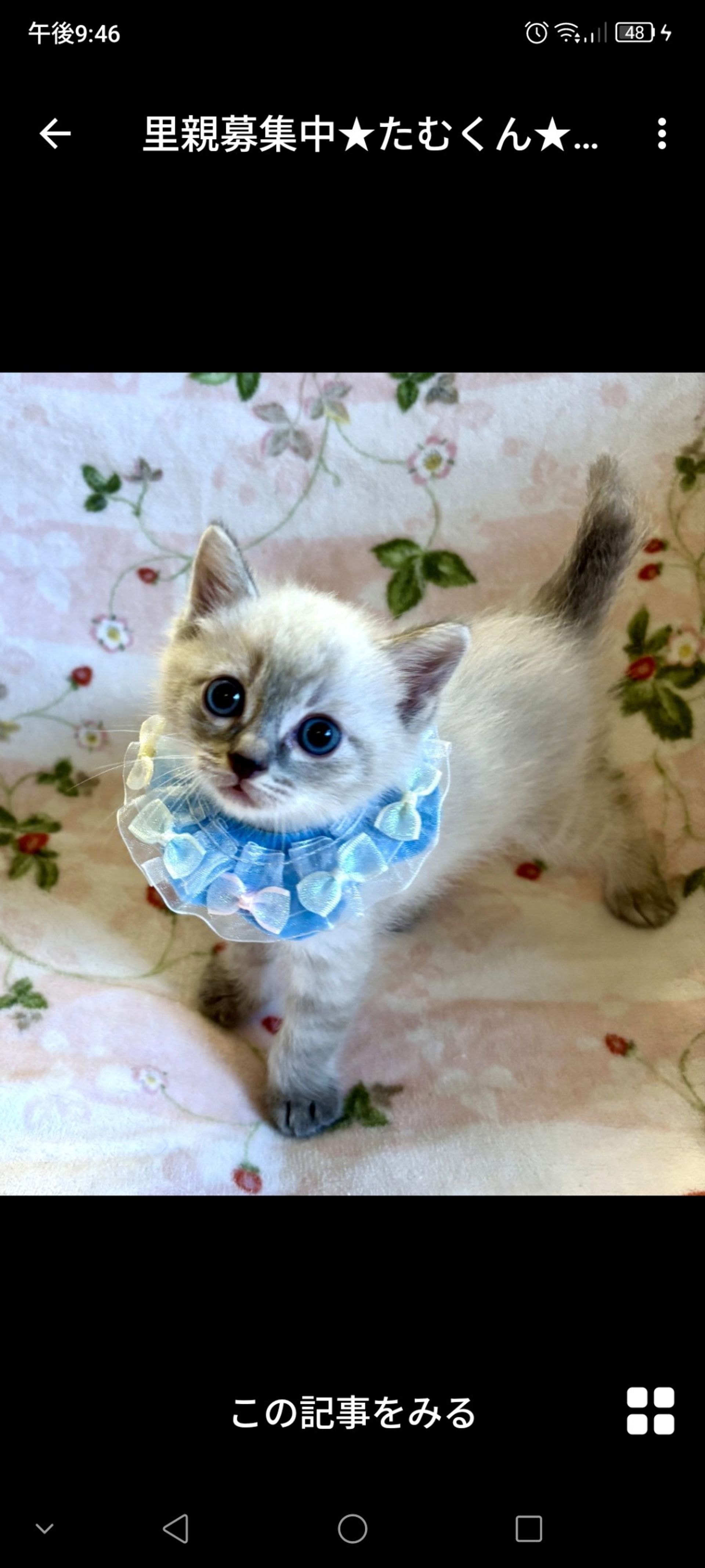 雑種（ミックス猫）・オスの里親募集の写真