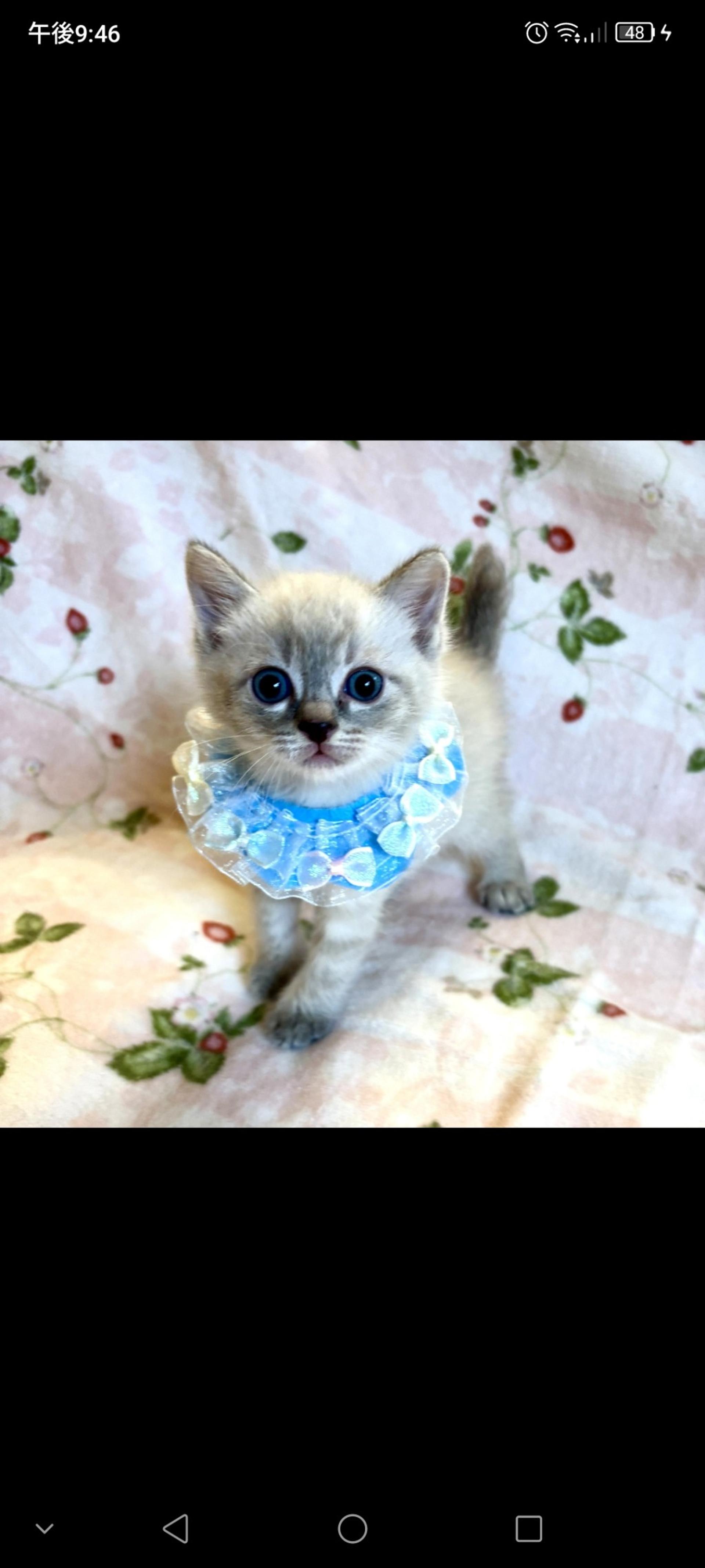 pet-image-2