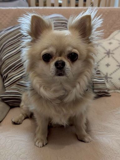 チワワ・メスの里親募集の写真