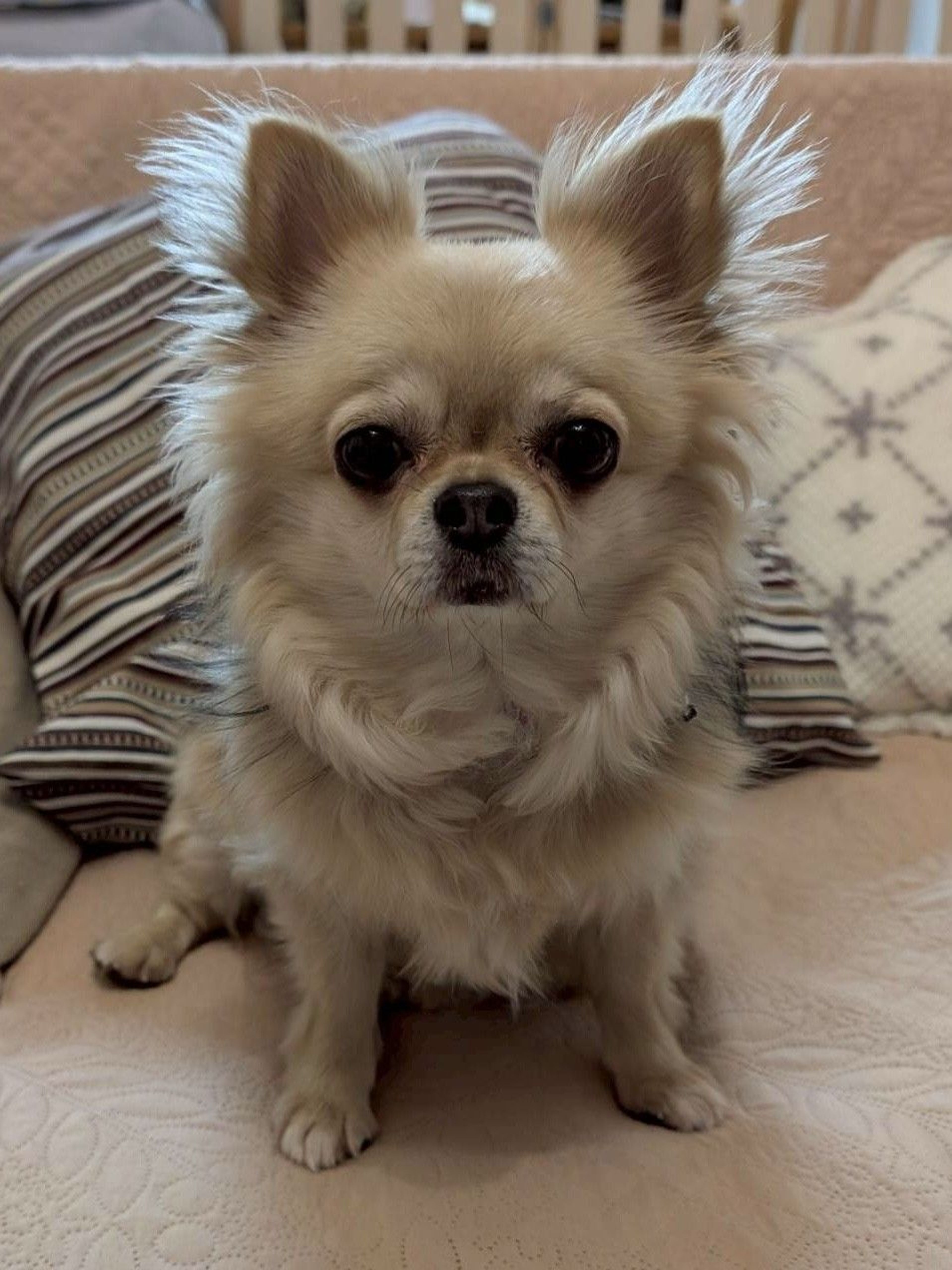 チワワ・メスの里親募集の写真