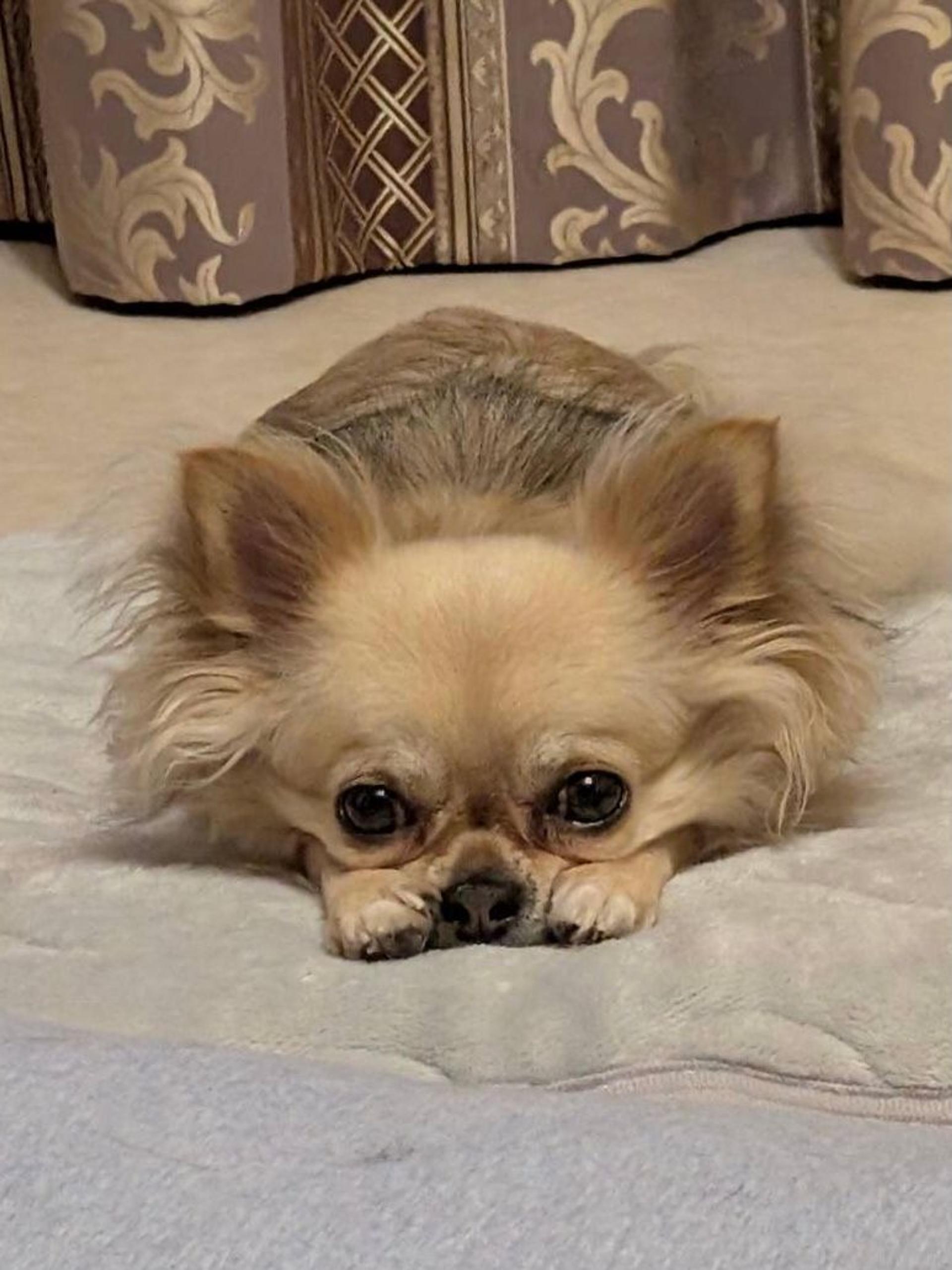 pet-image-2
