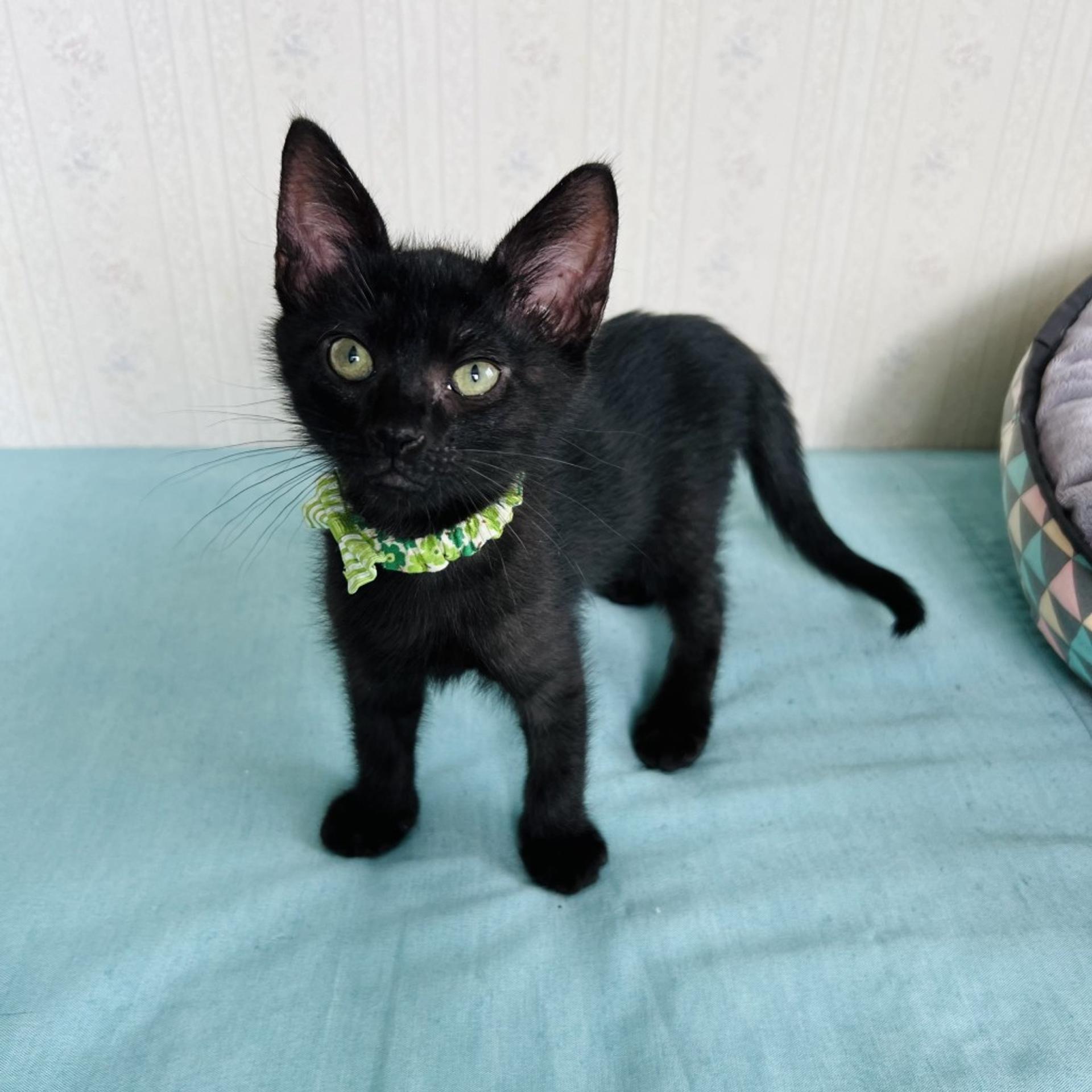 pet-image-4