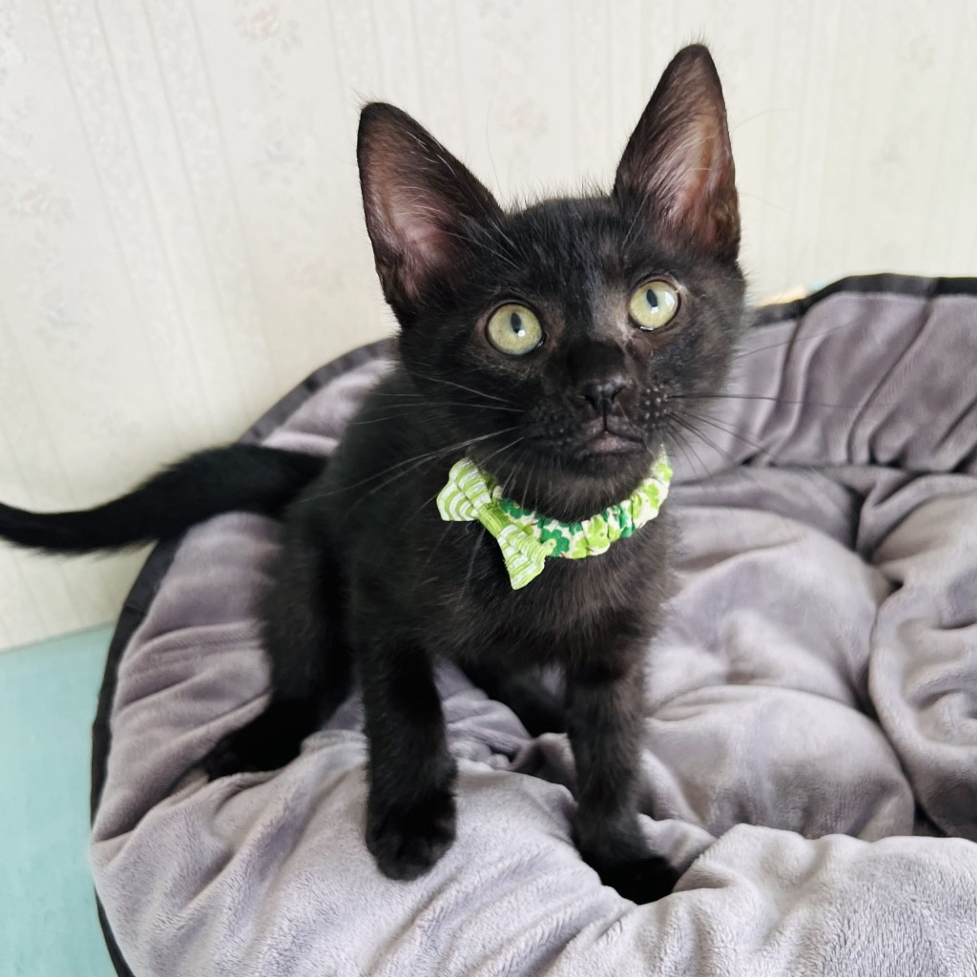 pet-image-5