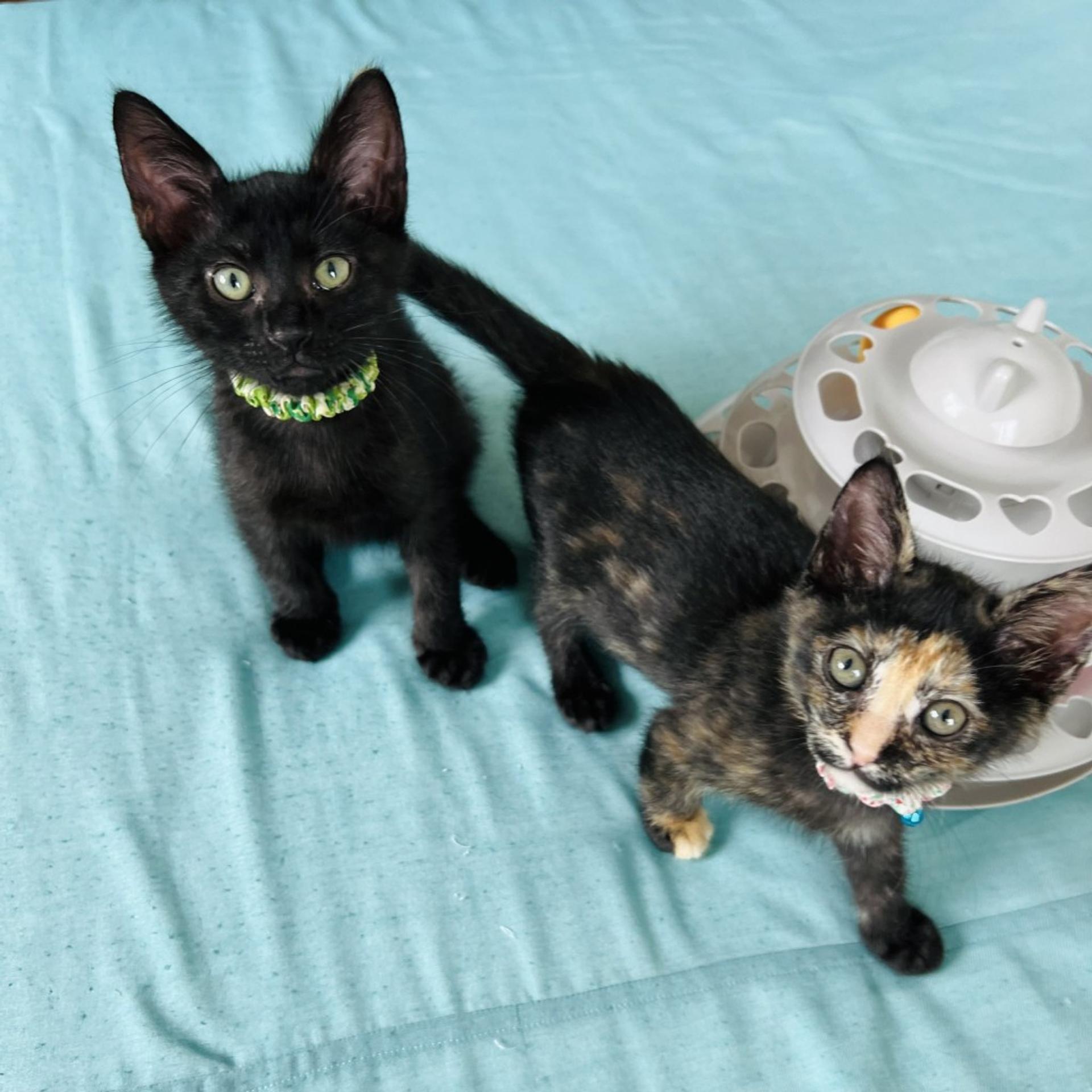 pet-image-6