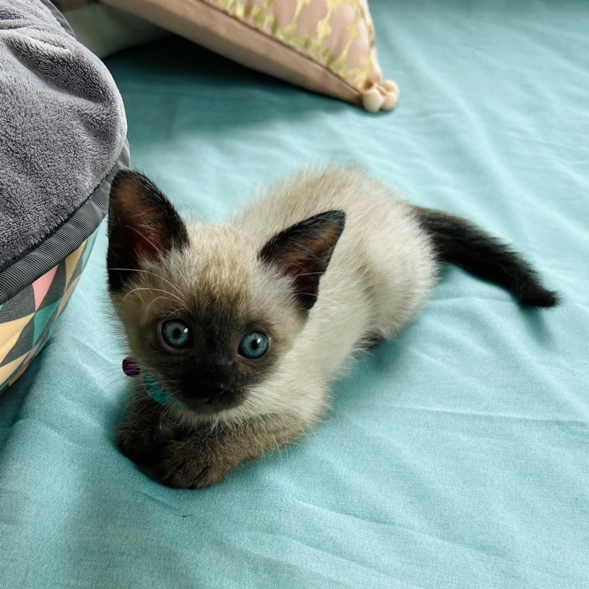 pet-image-6