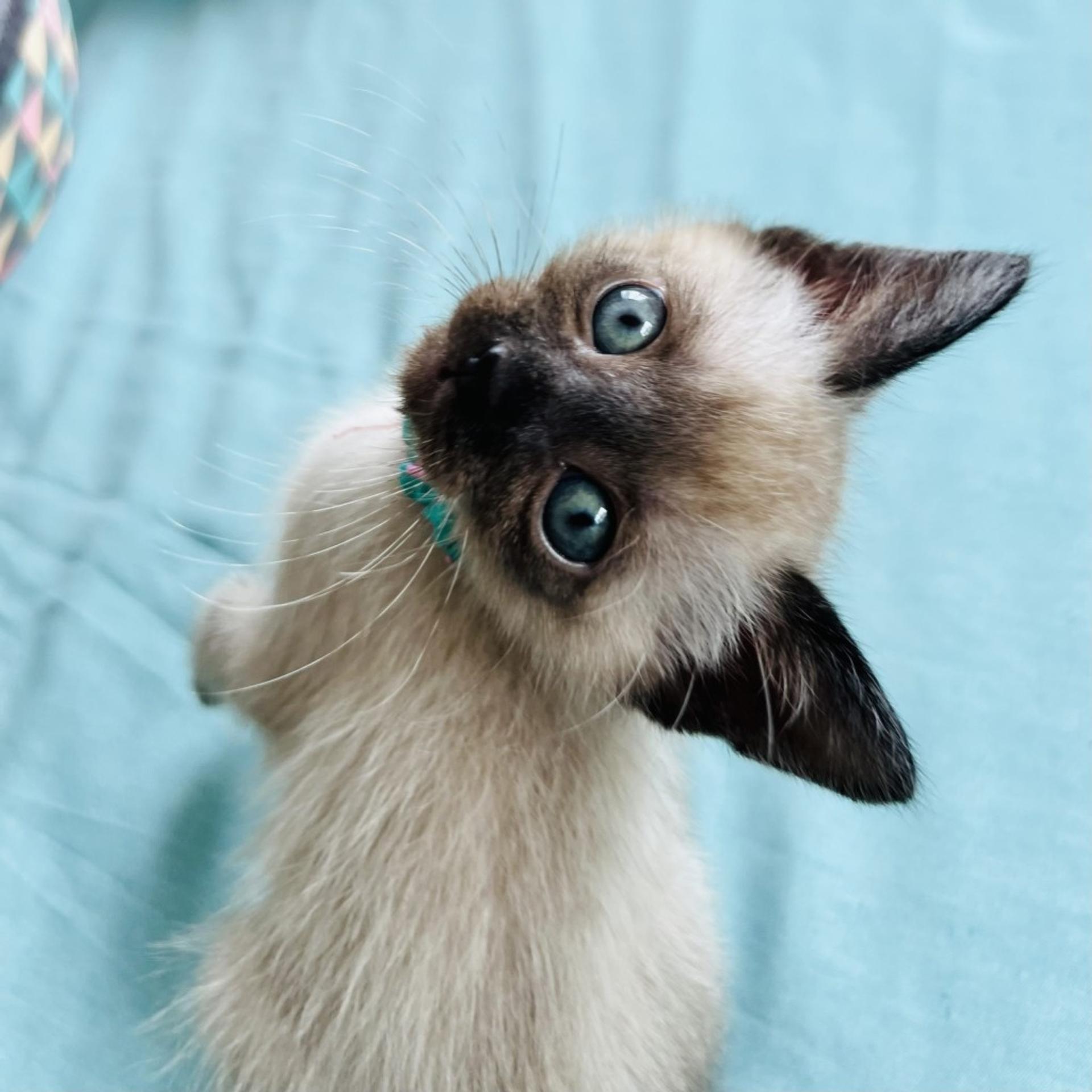 pet-image-4