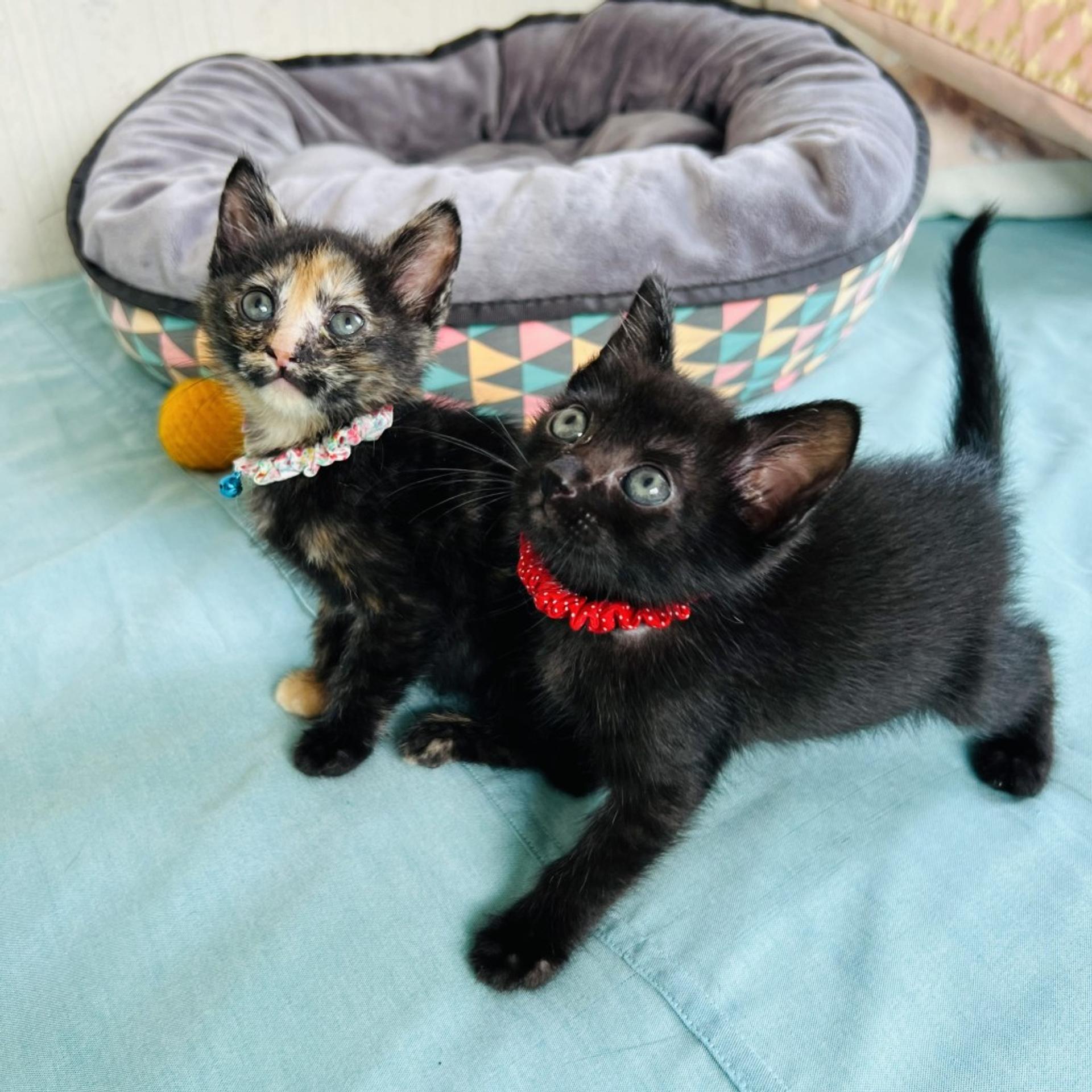 pet-image-6