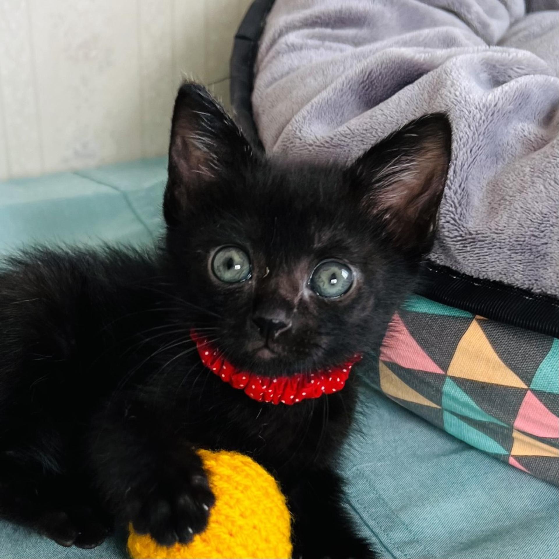pet-image-3