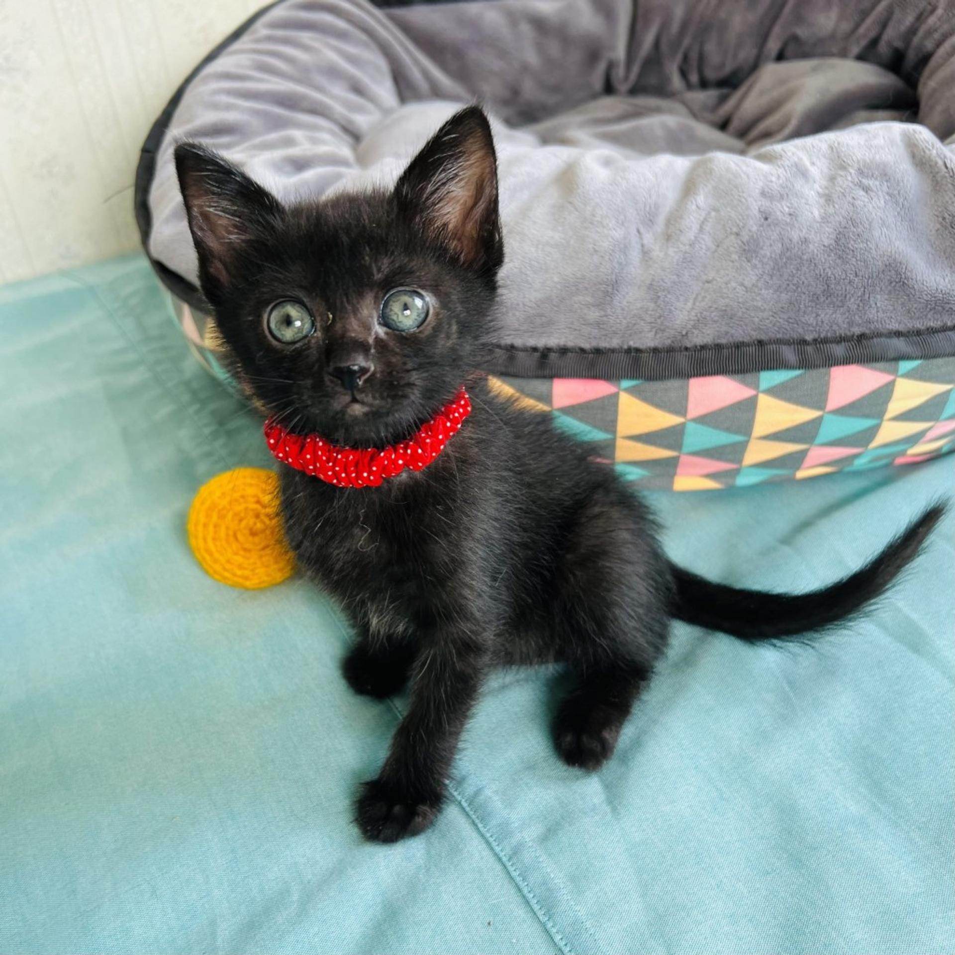 pet-image-4