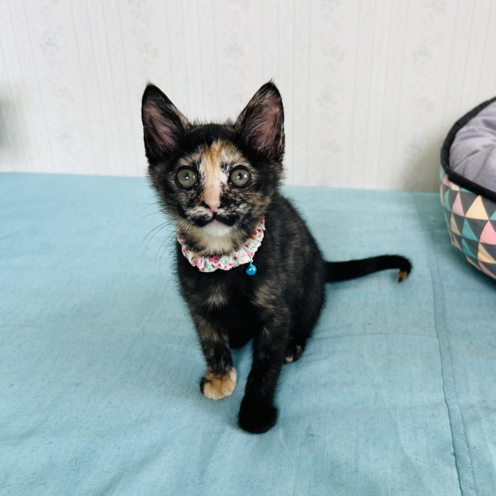 pet-image-2