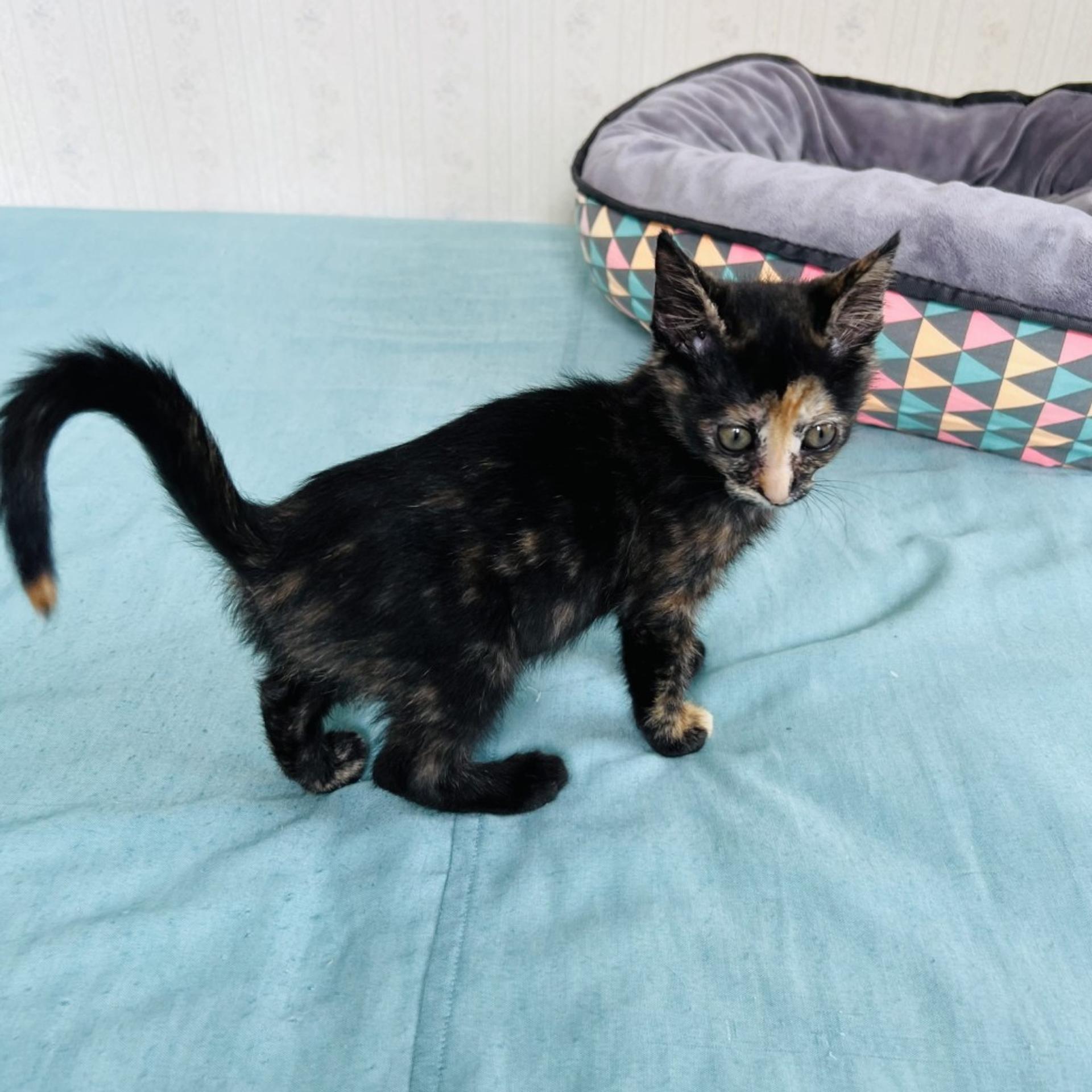 pet-image-3