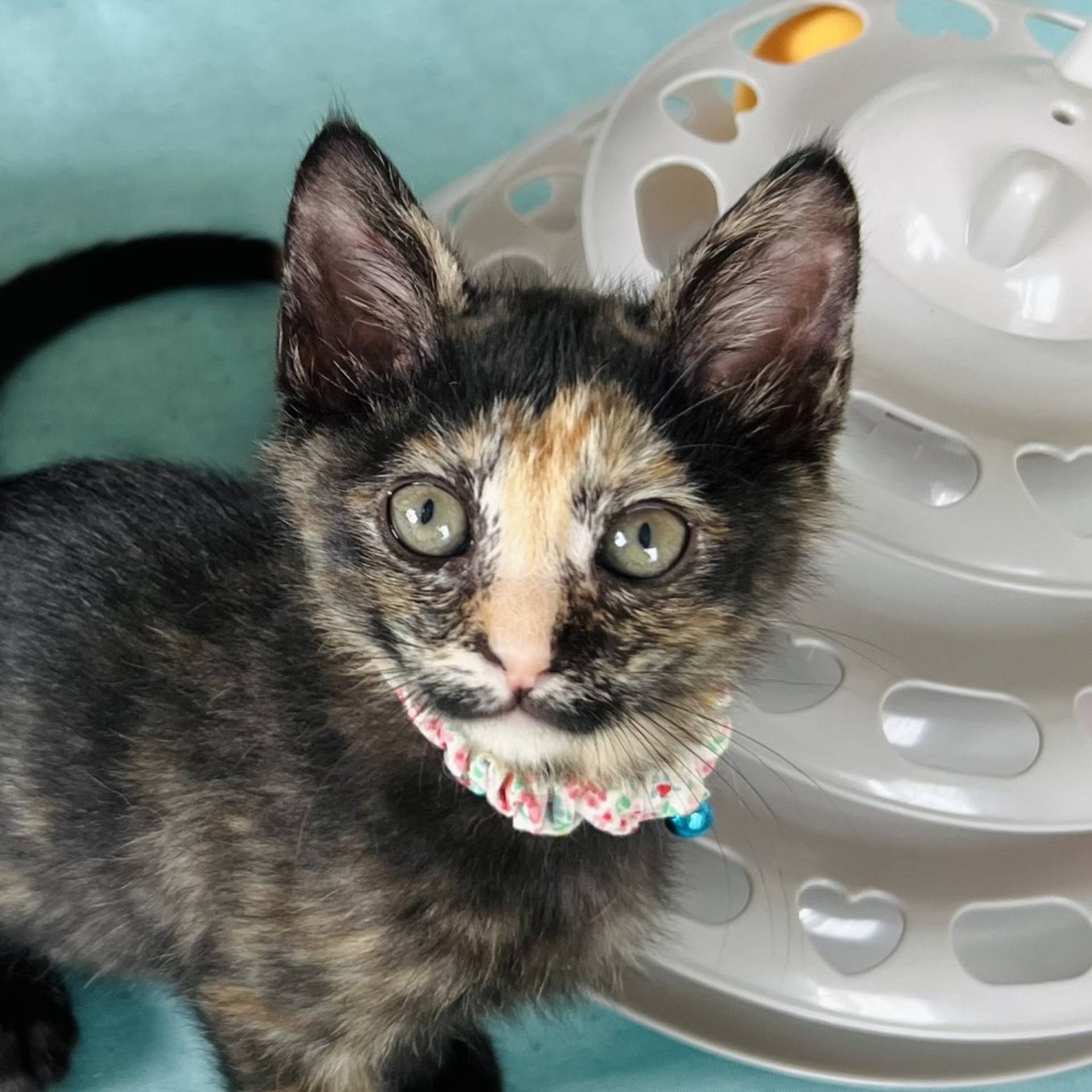 雑種（ミックス猫）・メスの里親募集の写真