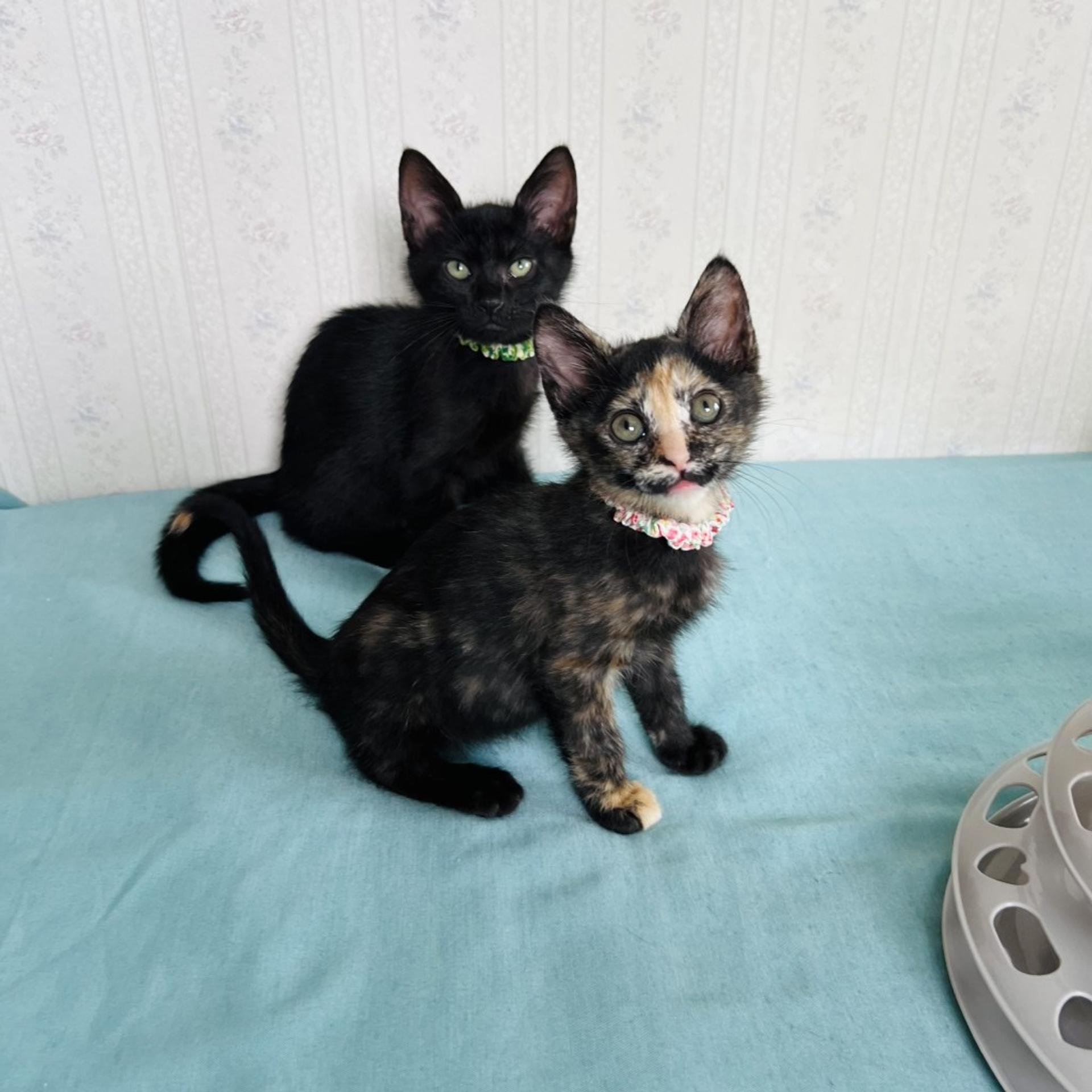 pet-image-5