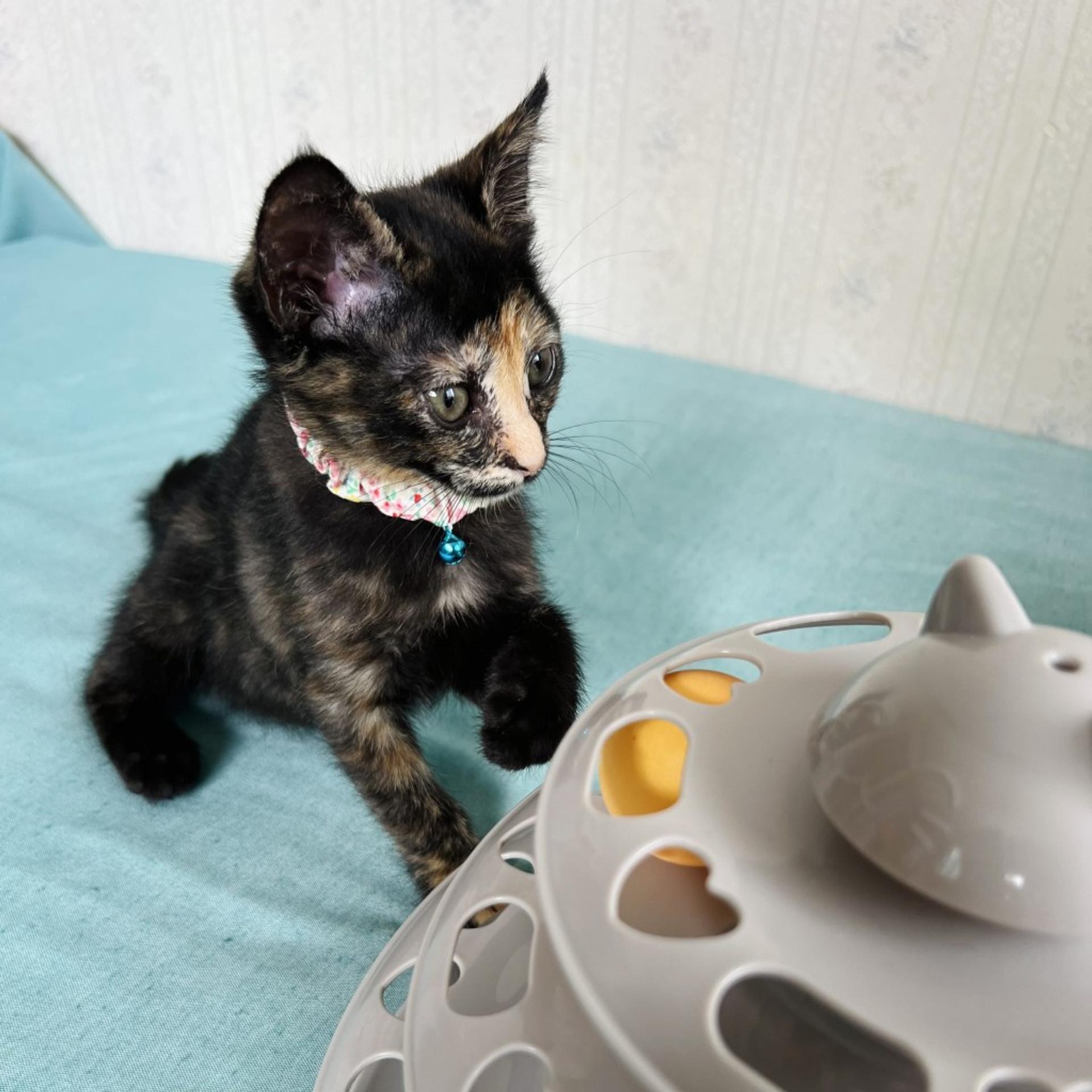 pet-image-6