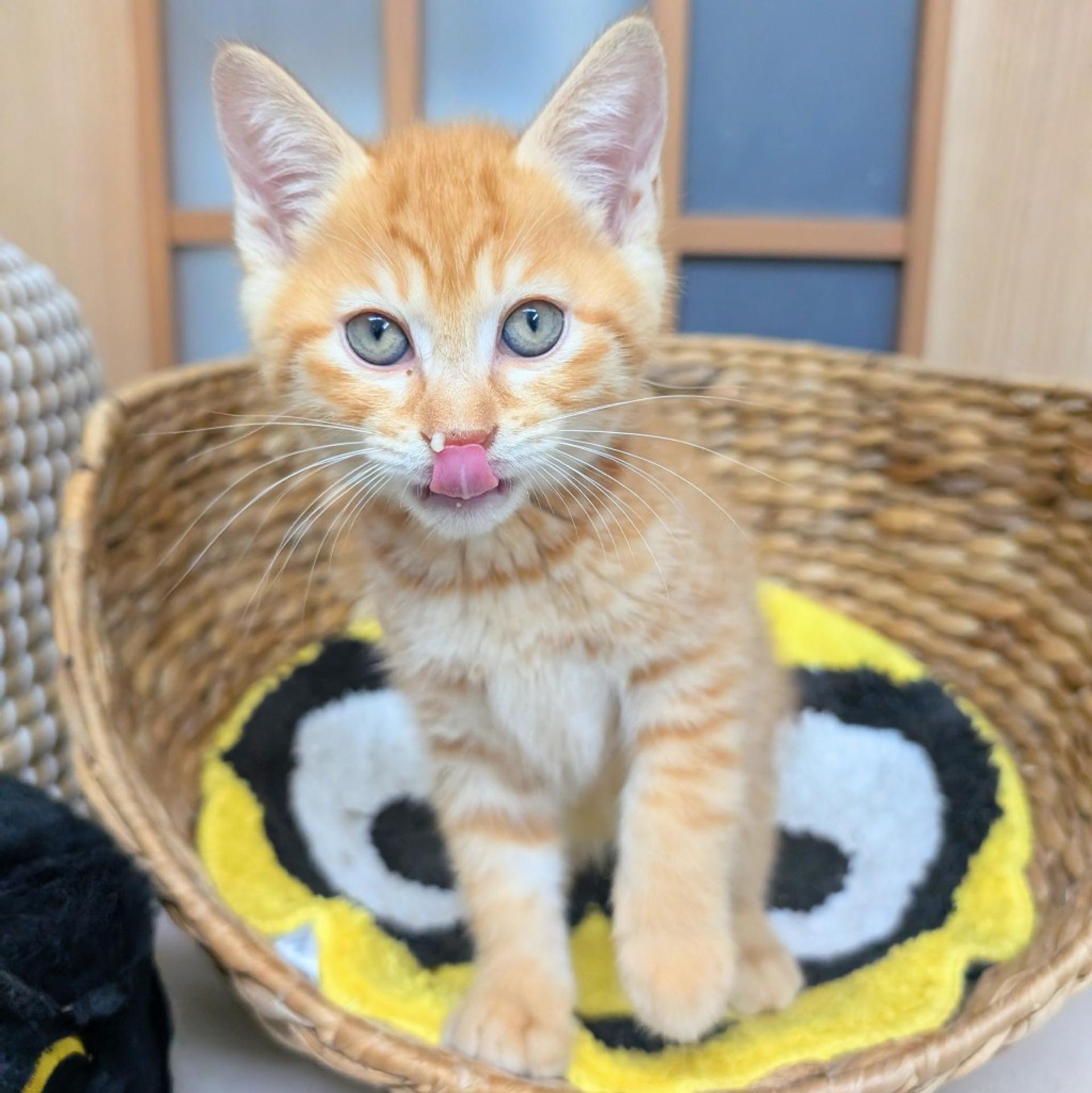 pet-image-2