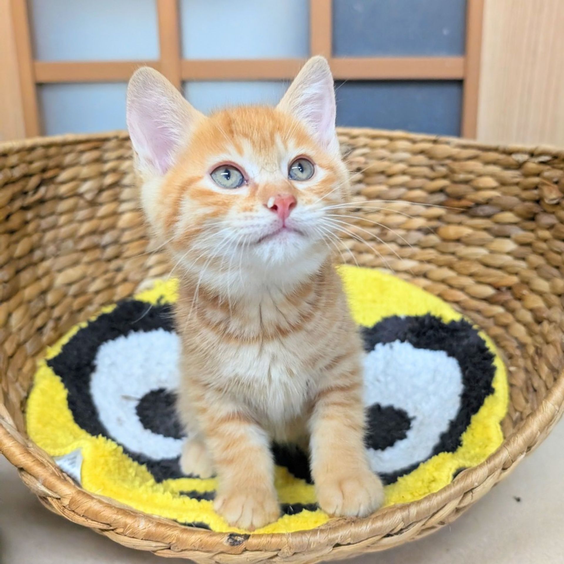 雑種（ミックス猫）・メスの里親募集の写真