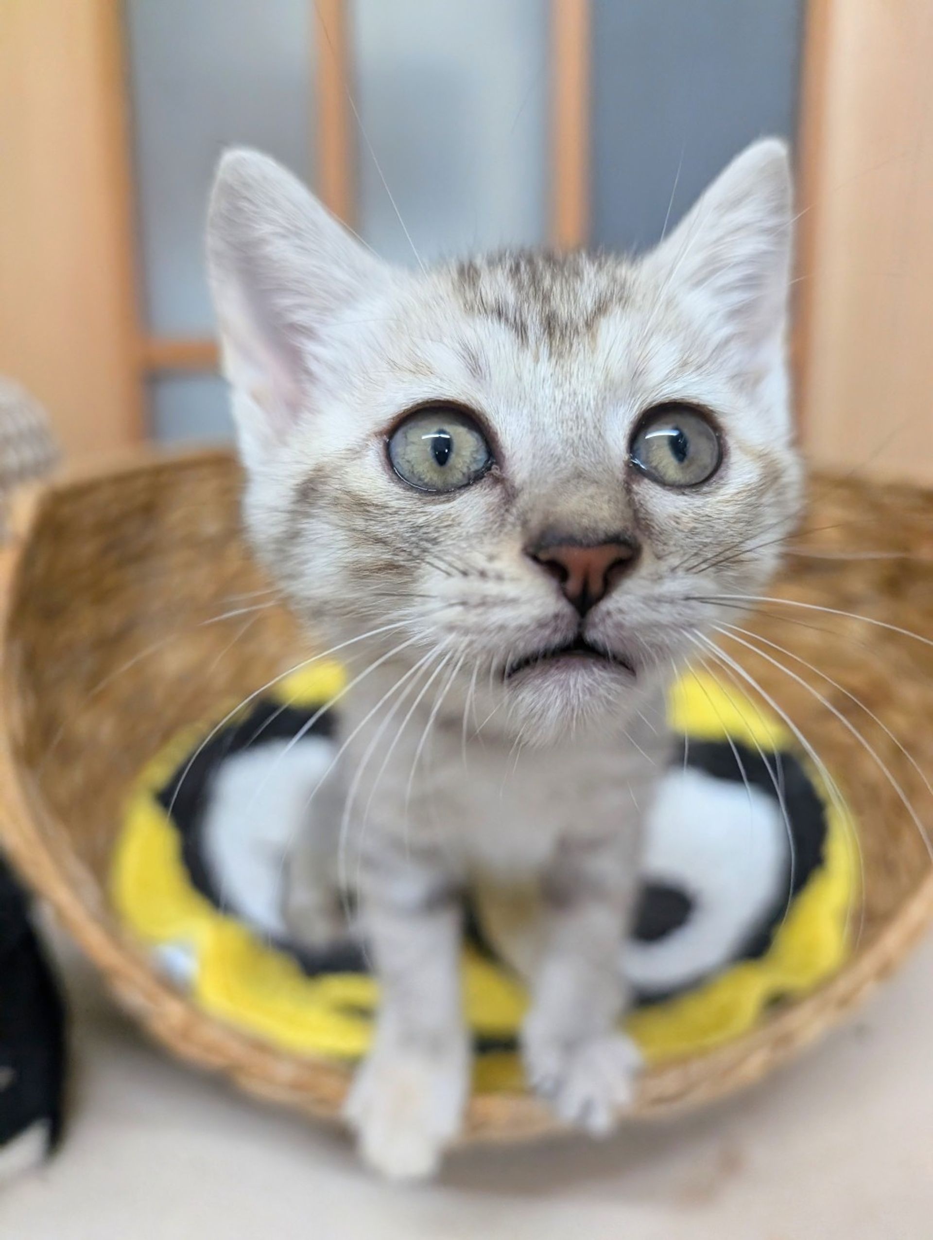 雑種（ミックス猫）・メスの里親募集の写真