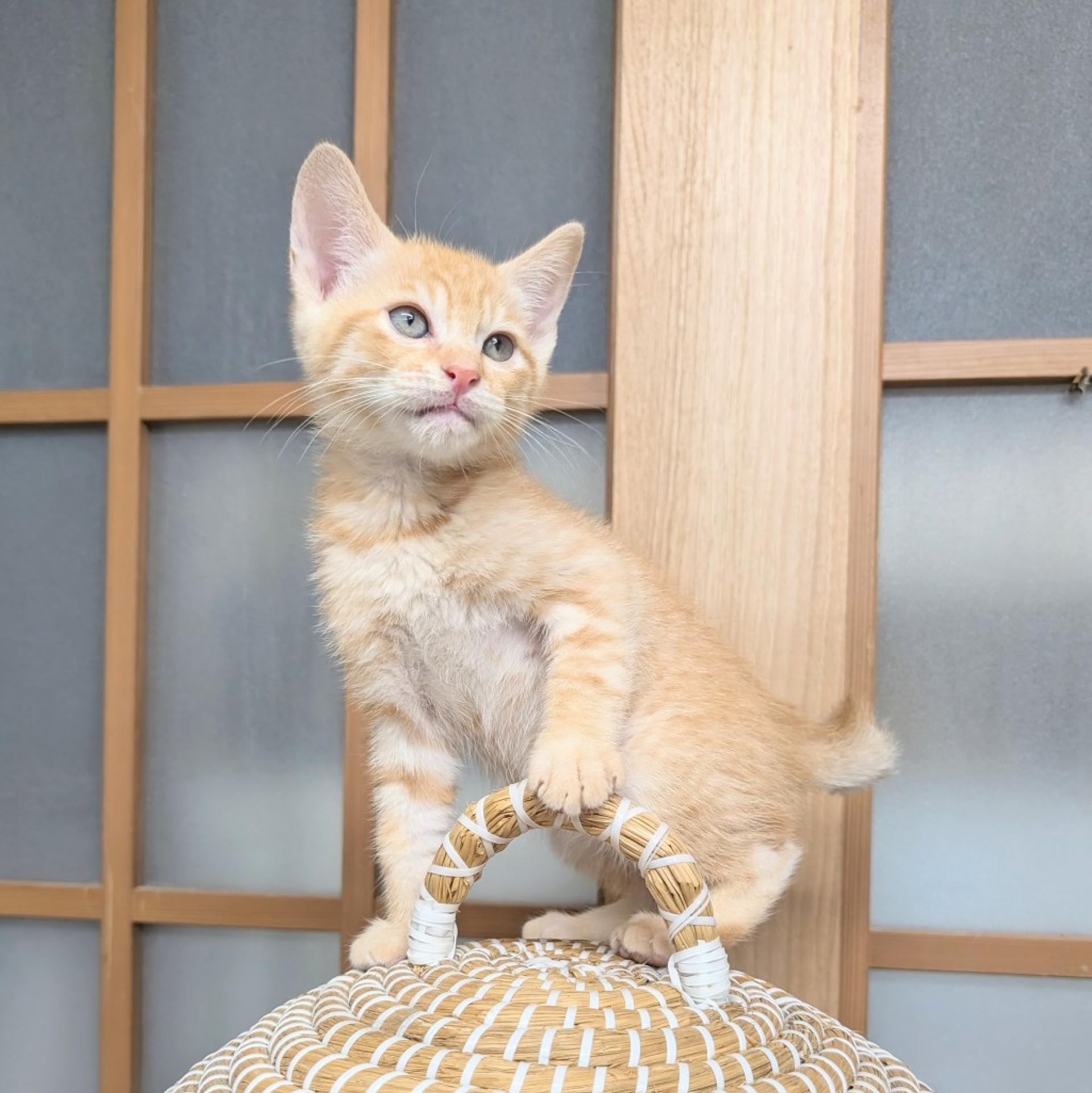 pet-image-2