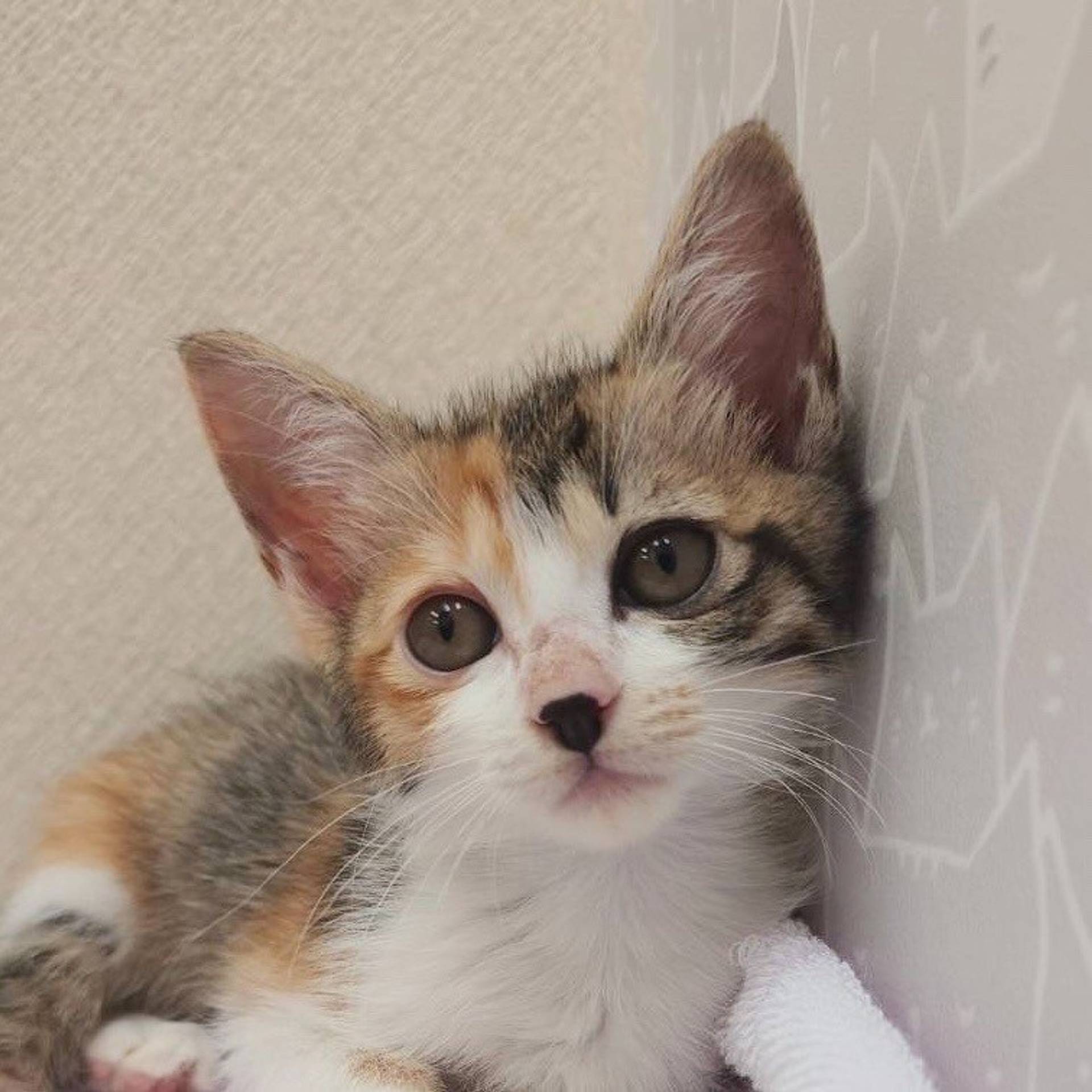 雑種（ミックス猫）・メスの里親募集の写真