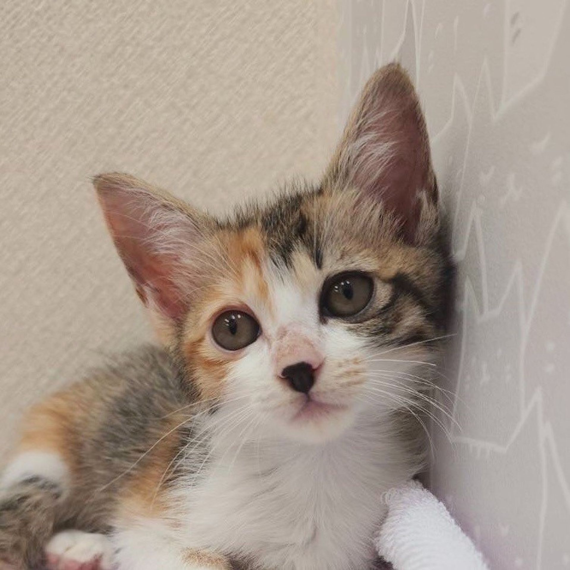 雑種（ミックス猫）・メスの里親募集の写真