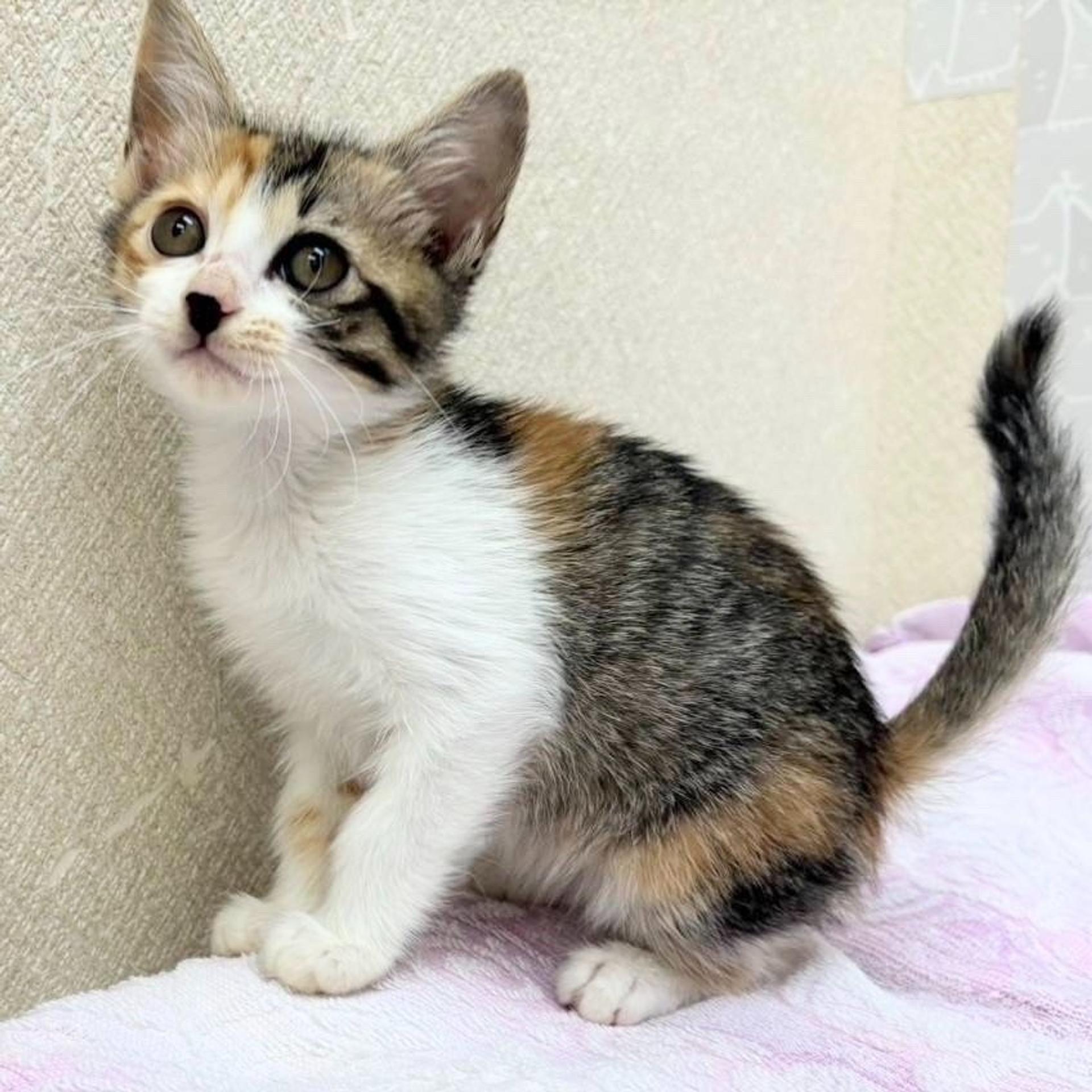 pet-image-3