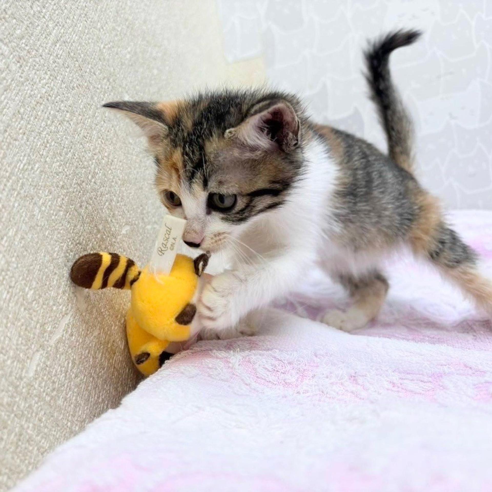 pet-image-4