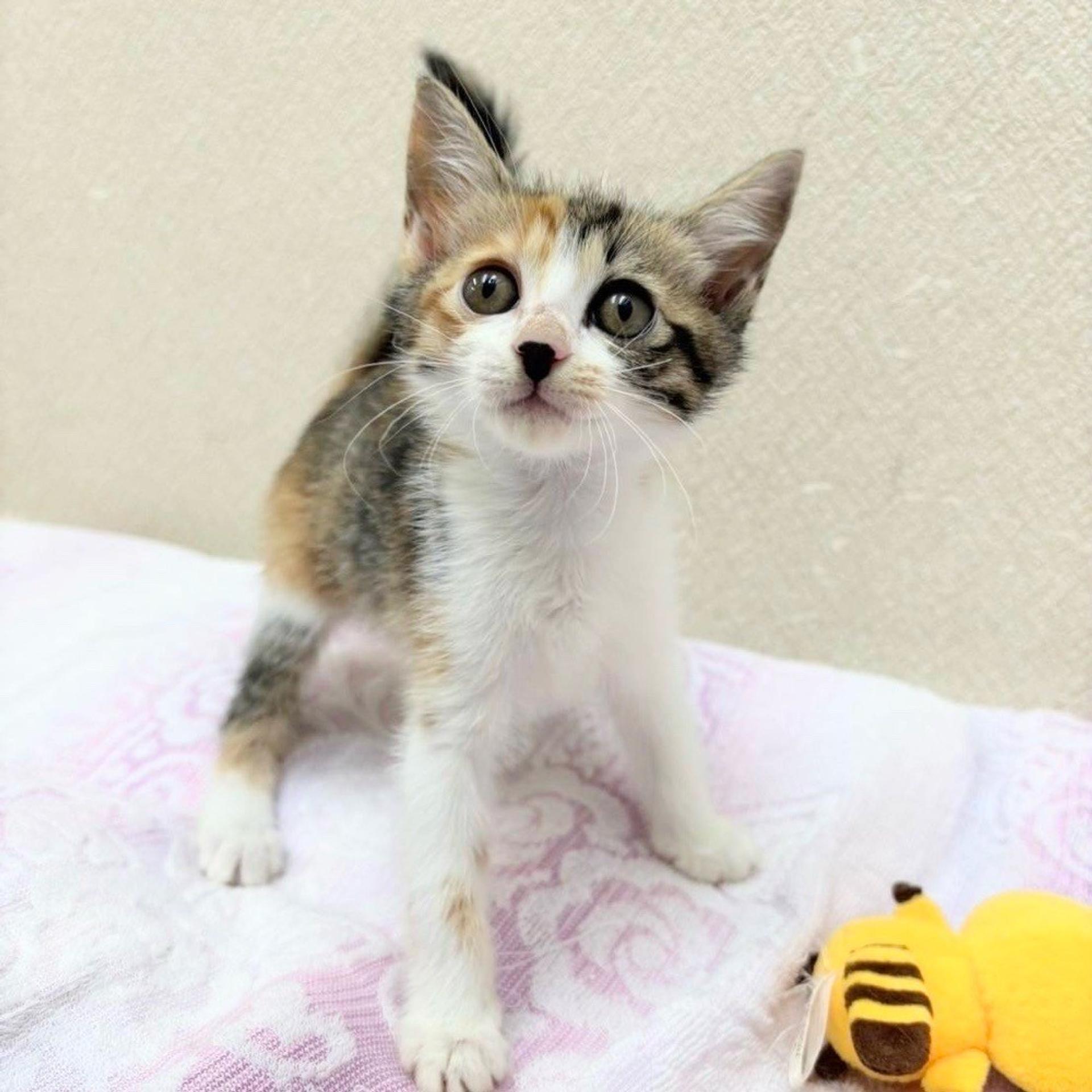 pet-image-6