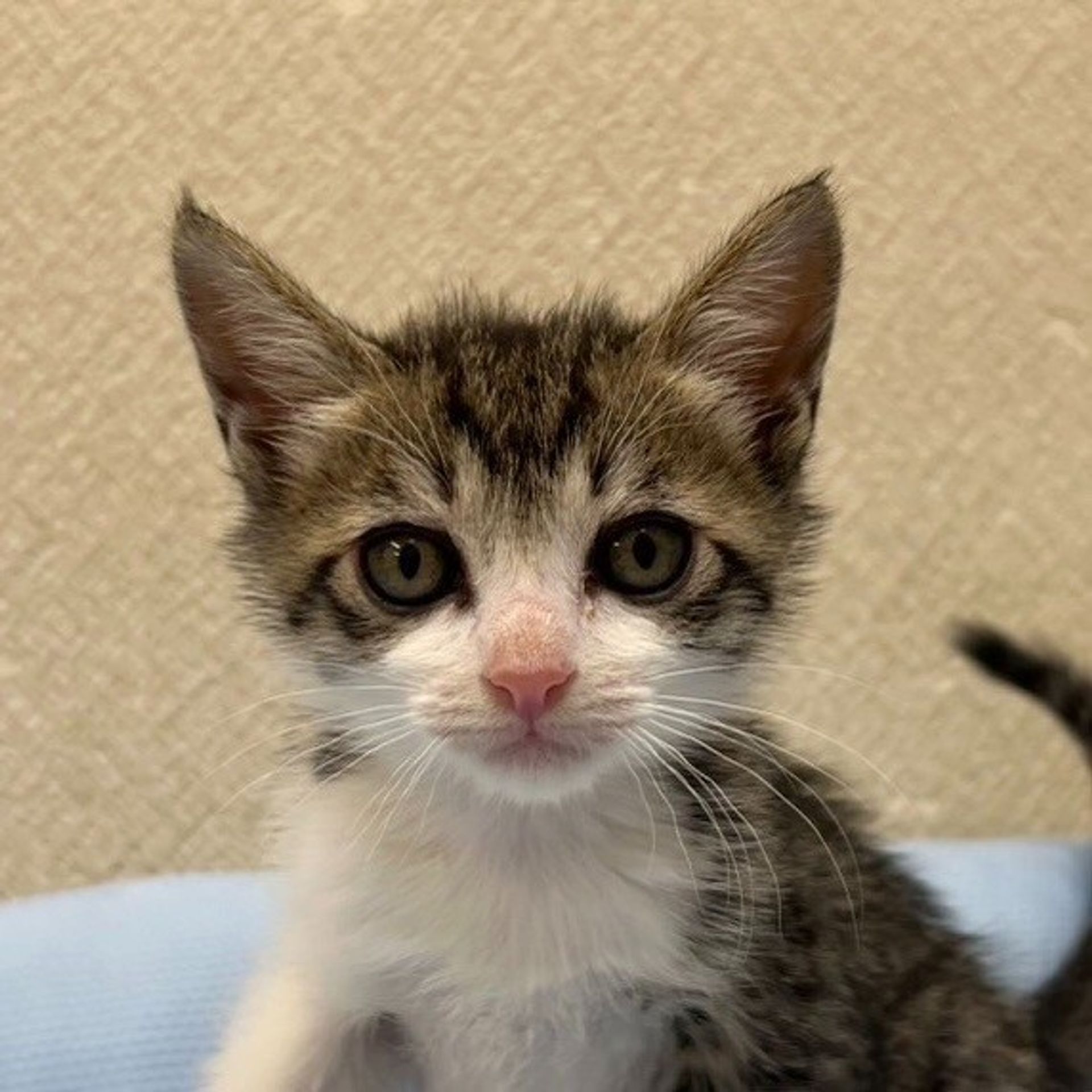 雑種（ミックス猫）・オスの里親募集の写真