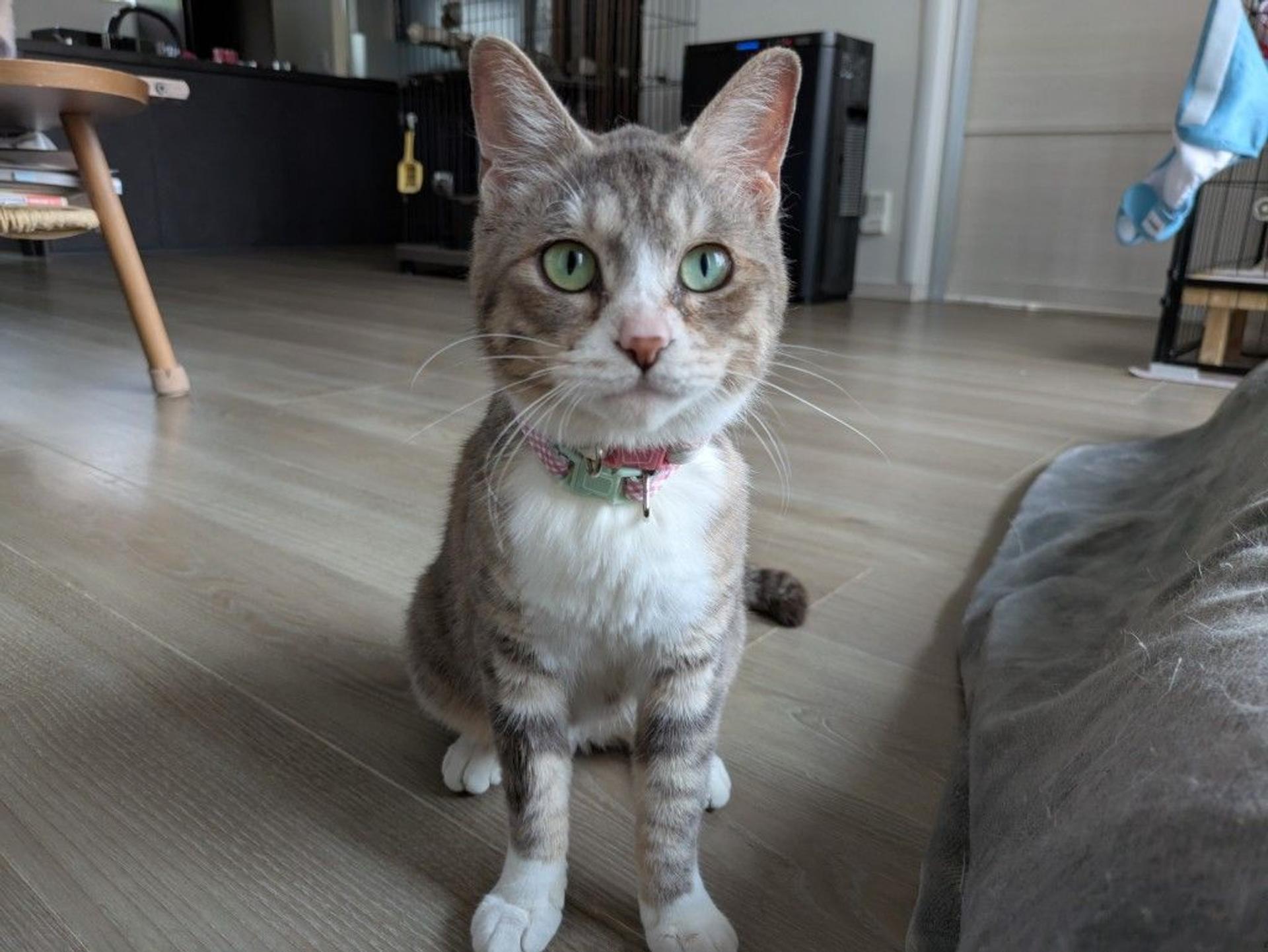 pet-image-8