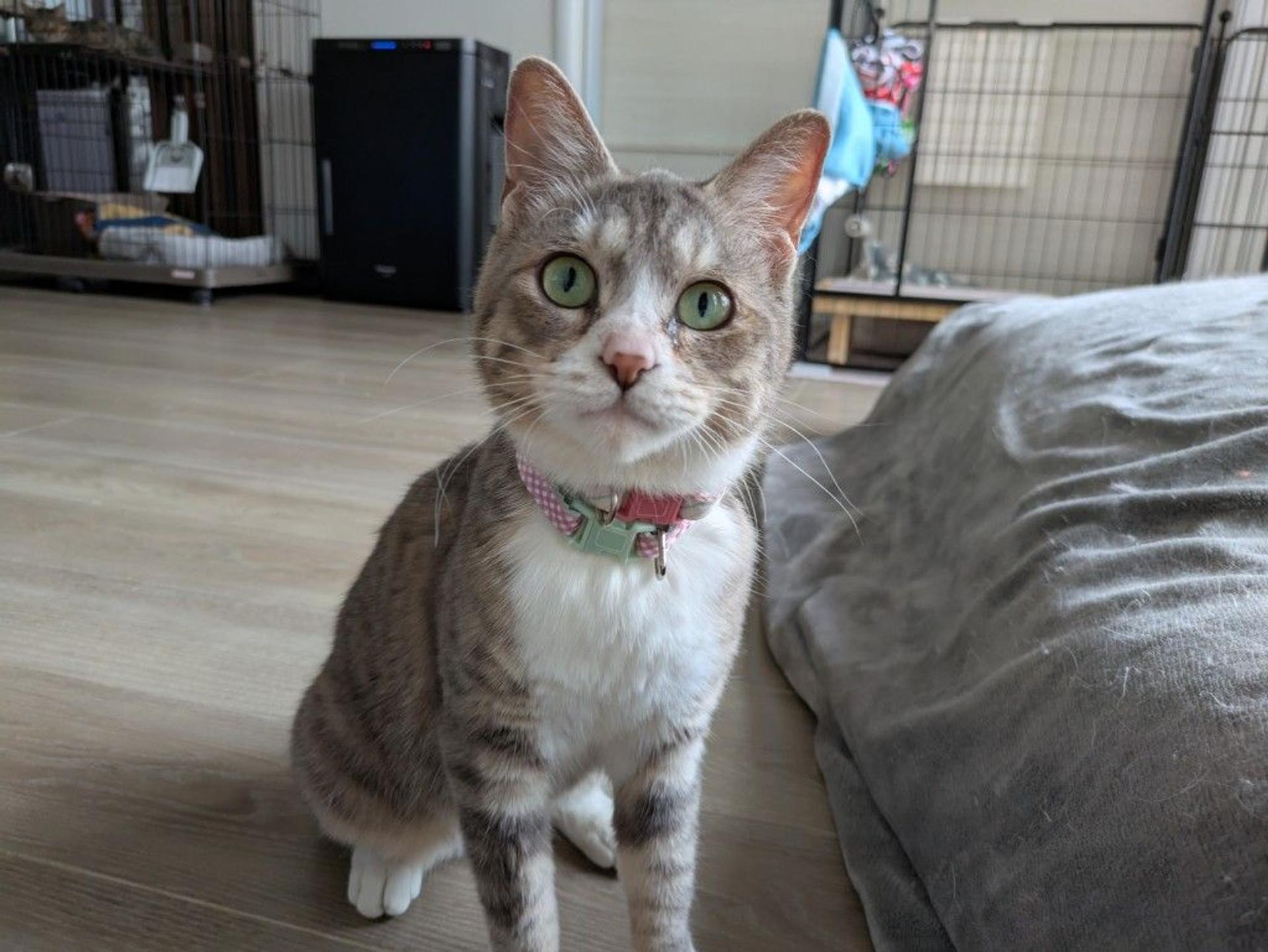 pet-image-6