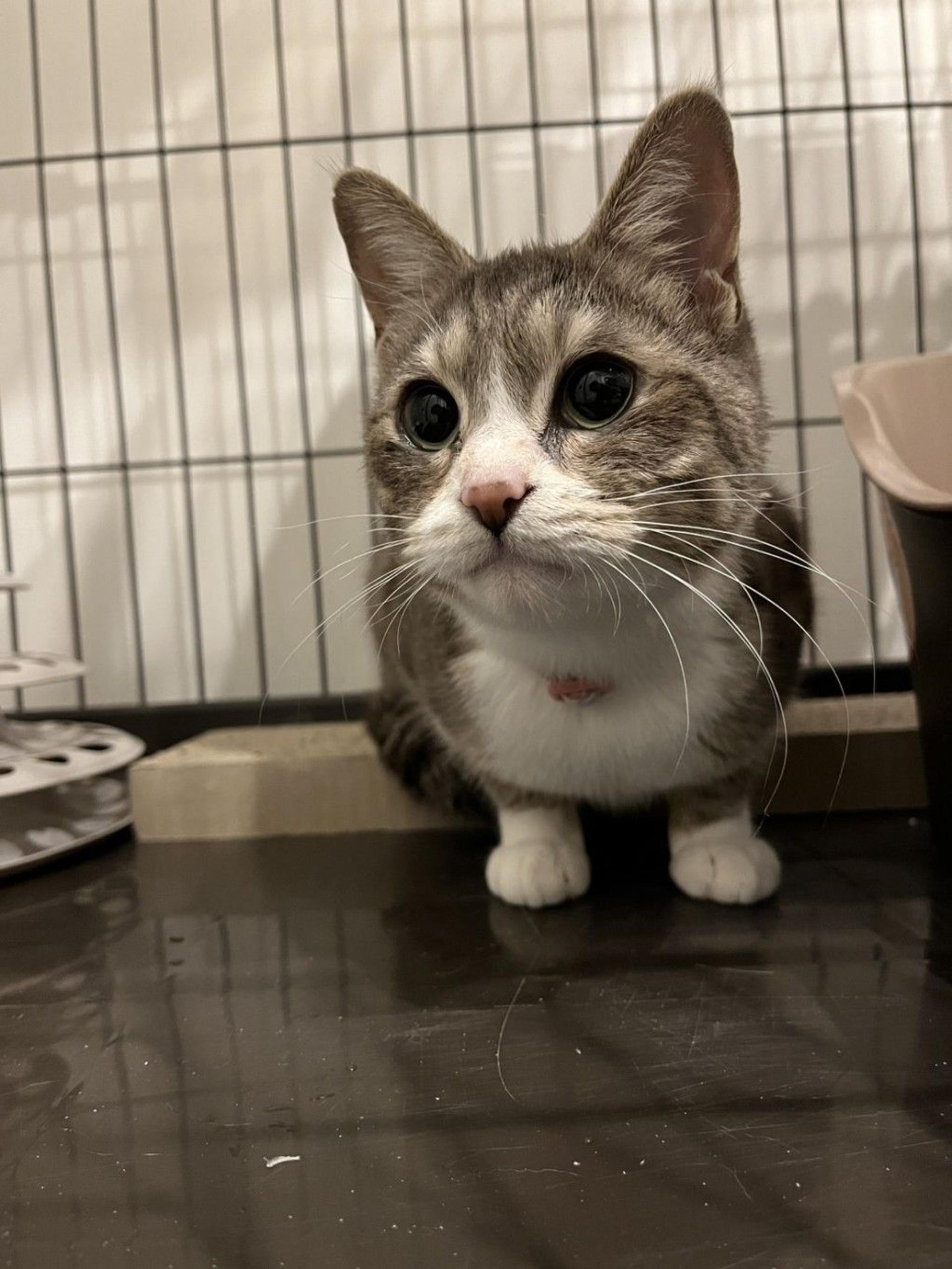 pet-image-5