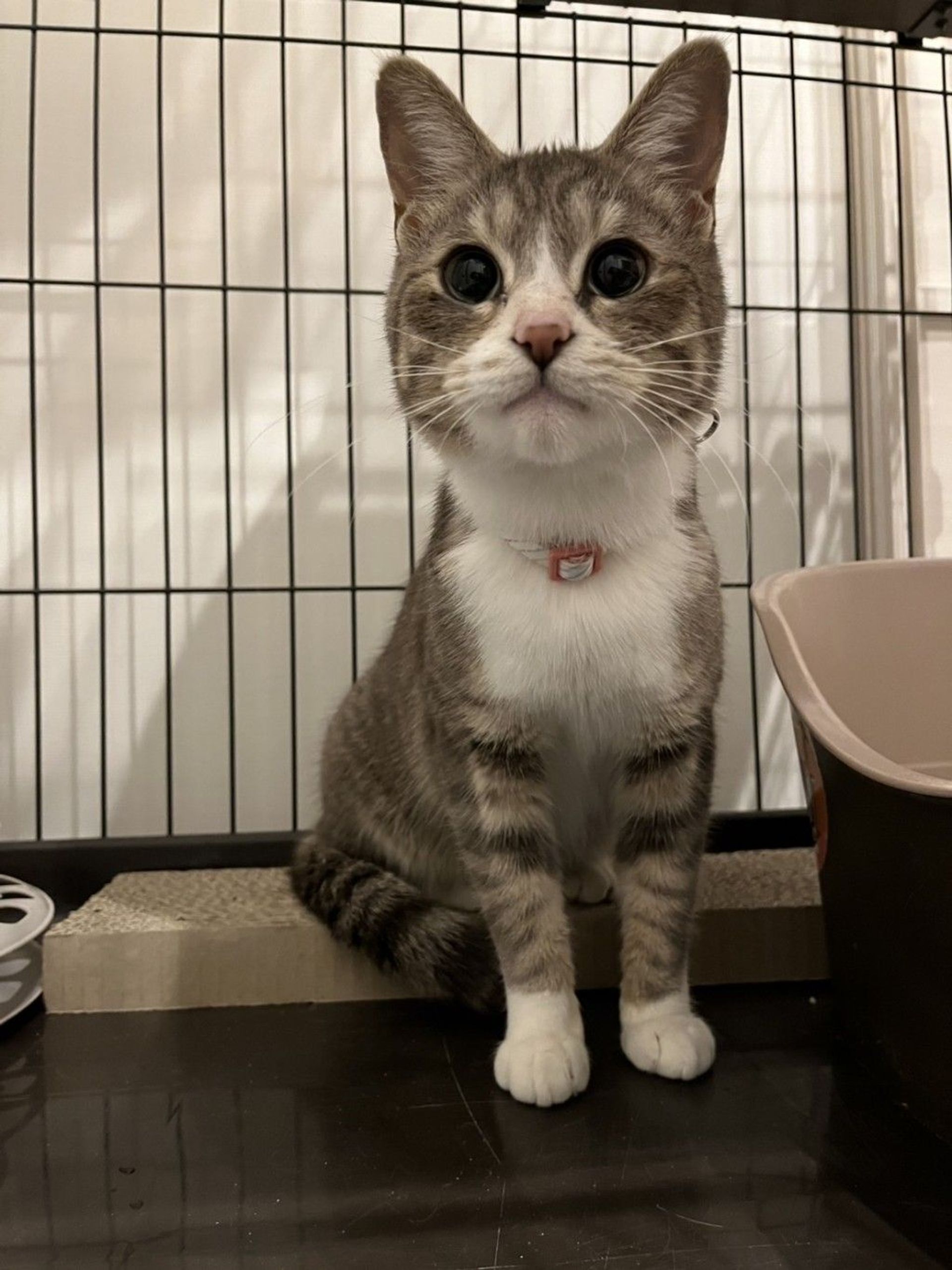雑種（ミックス猫）・メスの里親募集の写真