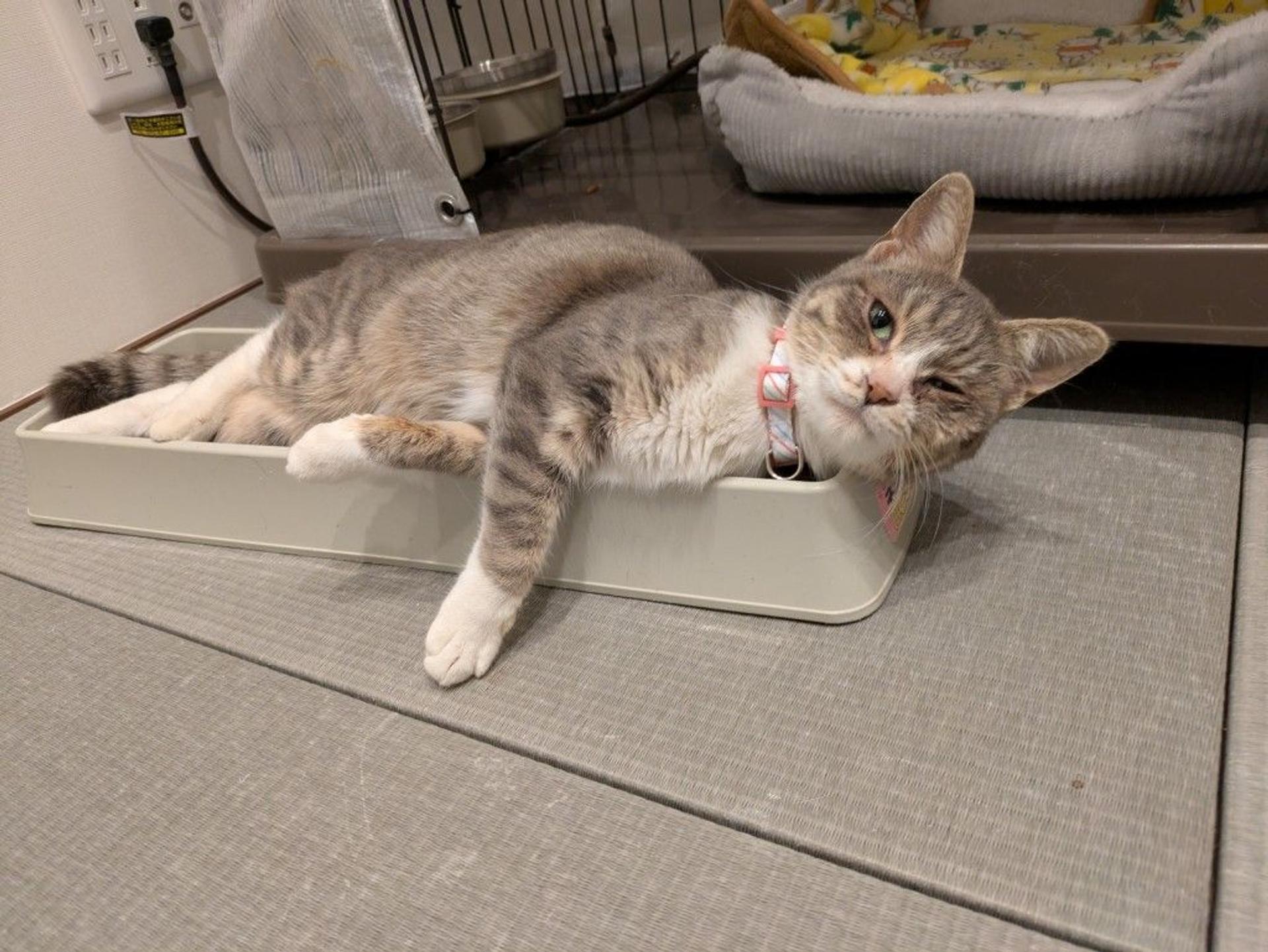 pet-image-4