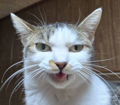 雑種（ミックス猫）・メスの里親募集の写真