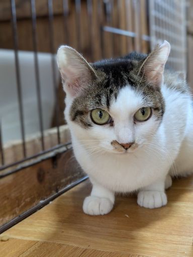 雑種（ミックス猫）・メスの里親募集の写真