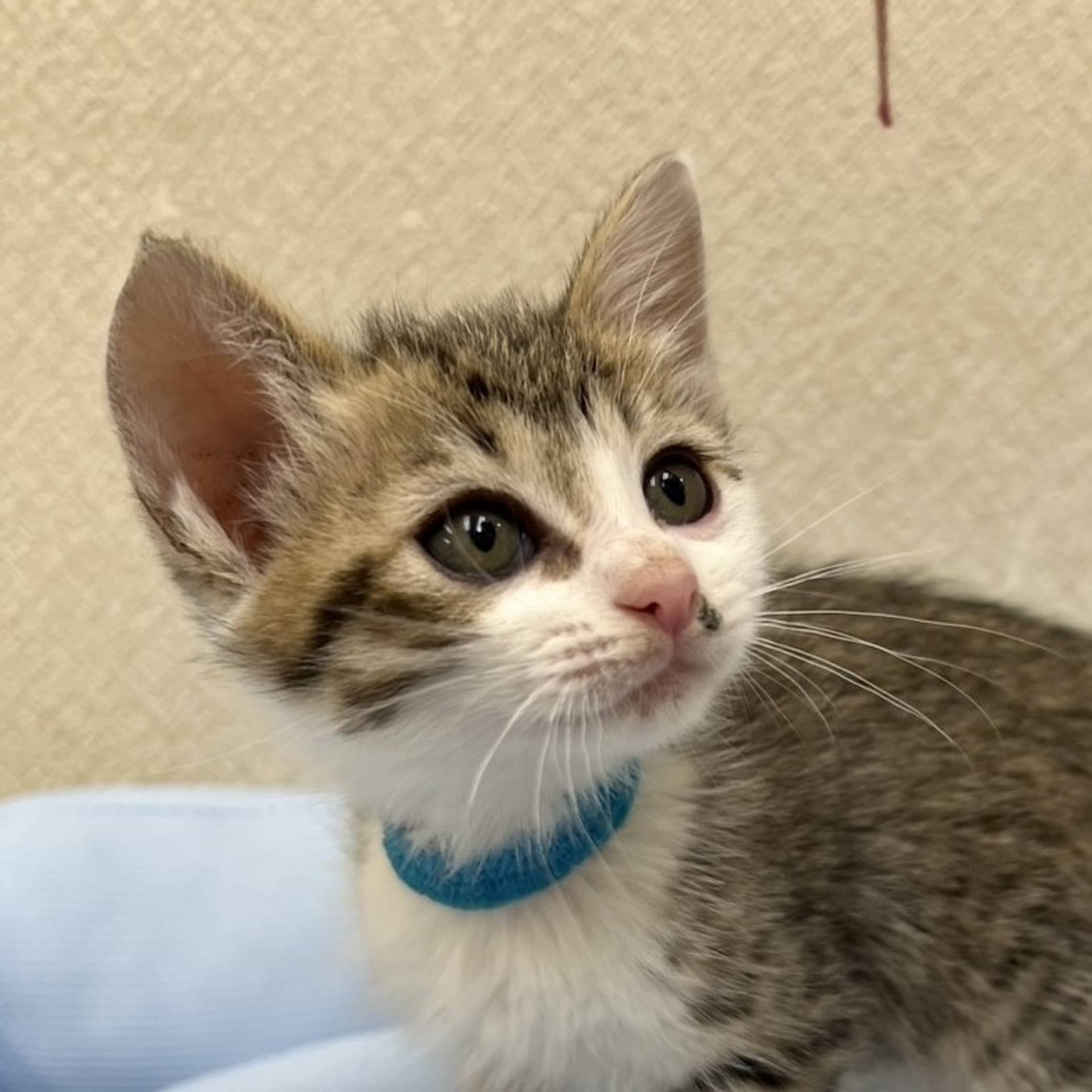 雑種（ミックス猫）・メスの里親募集の写真