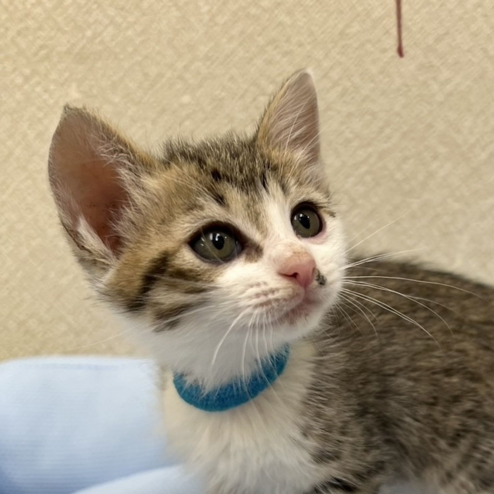 雑種（ミックス猫）・メスの里親募集の写真