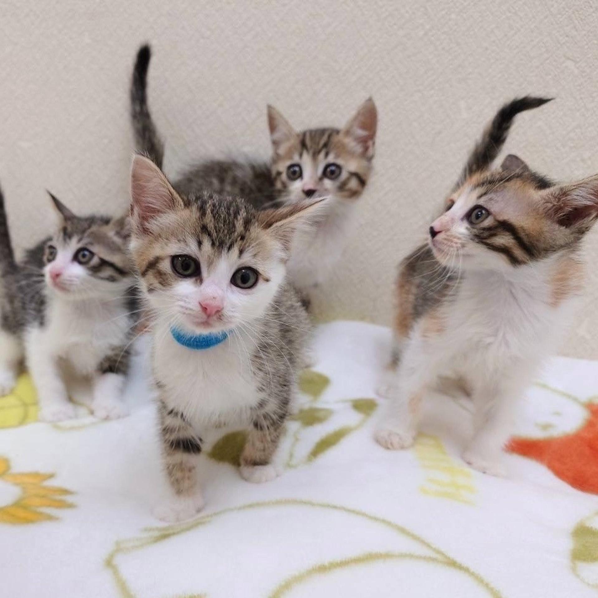 pet-image-4